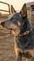 Main Dog Collars & Leashes