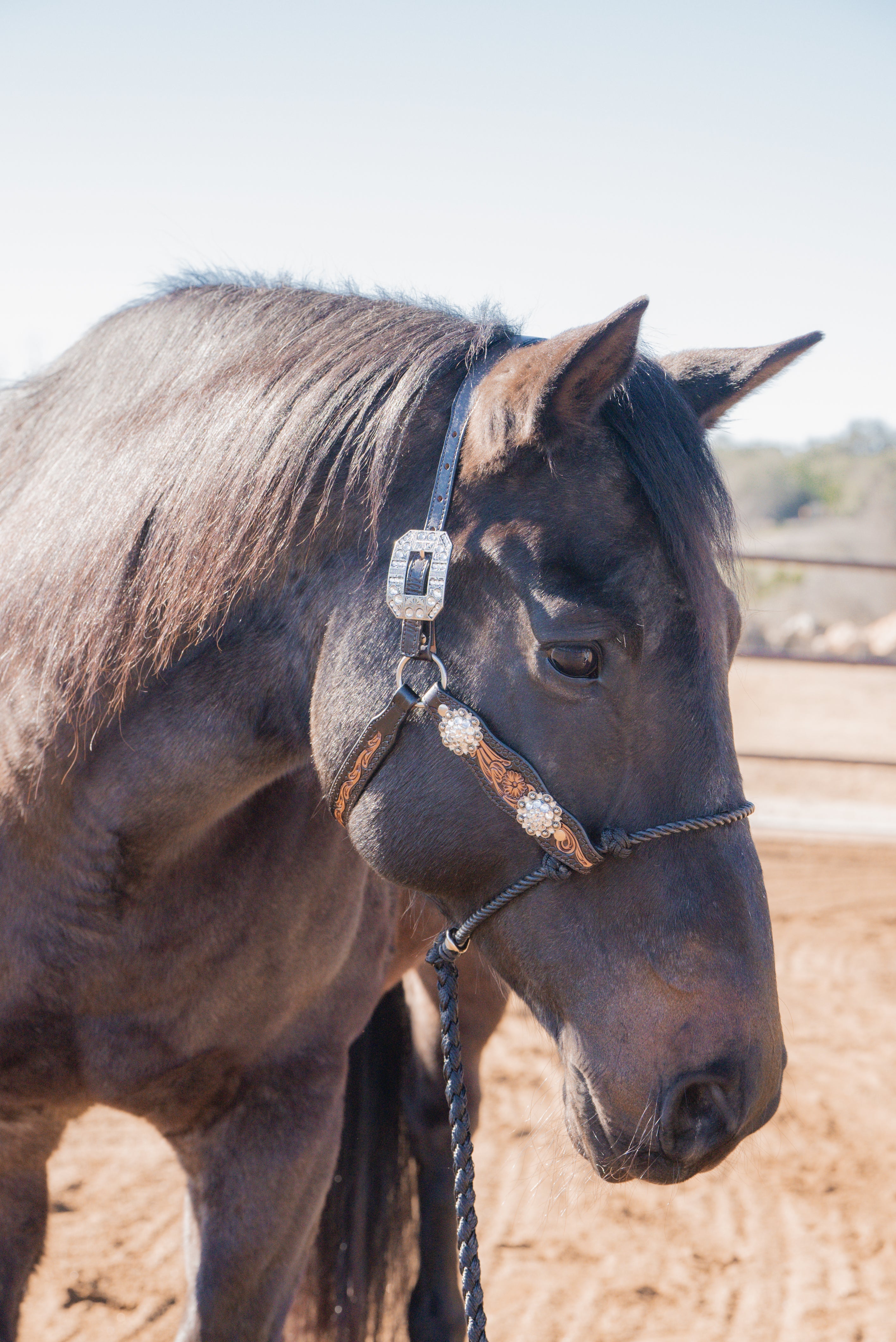 Leather Lariat Halters