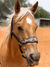 Main Halters