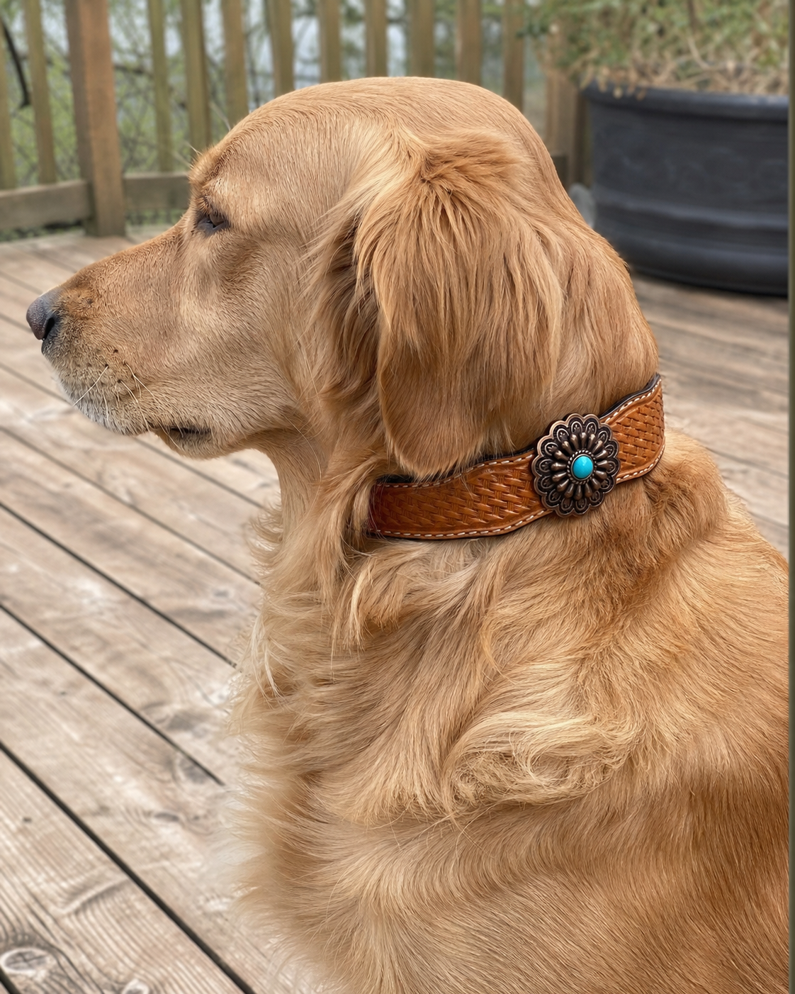 Concho Dog Collar