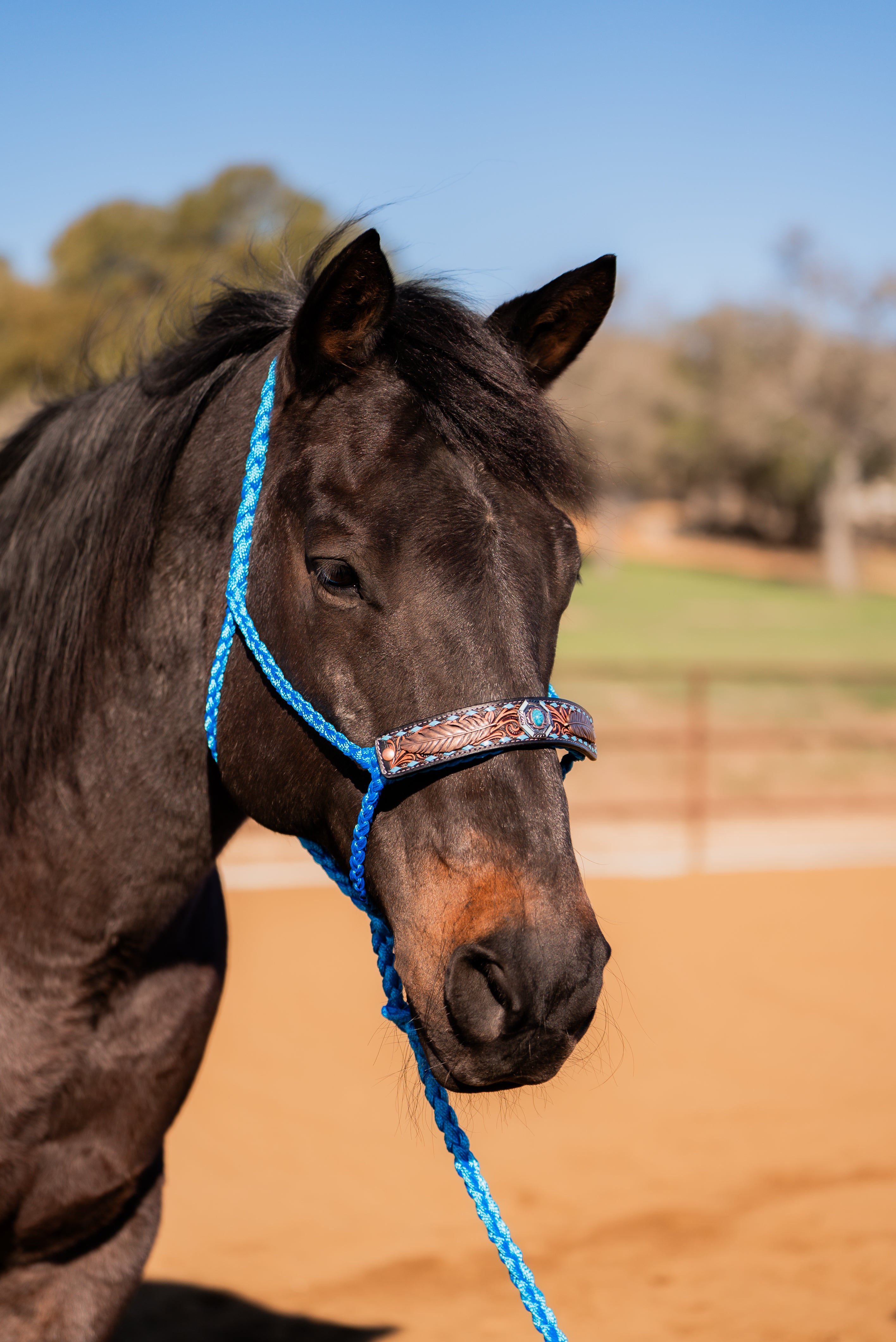 Blue Mule Tape Halter - Feathers and Turquoise #MT214