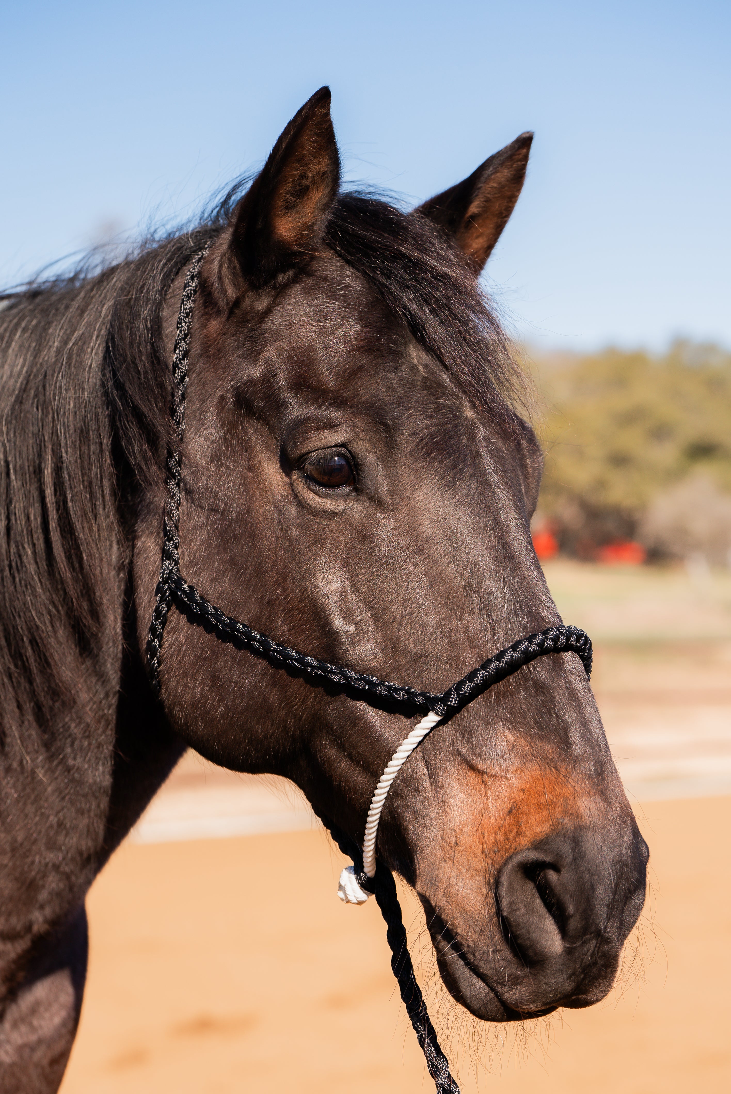 Black Lariat Noseband Mule Tape Halter
