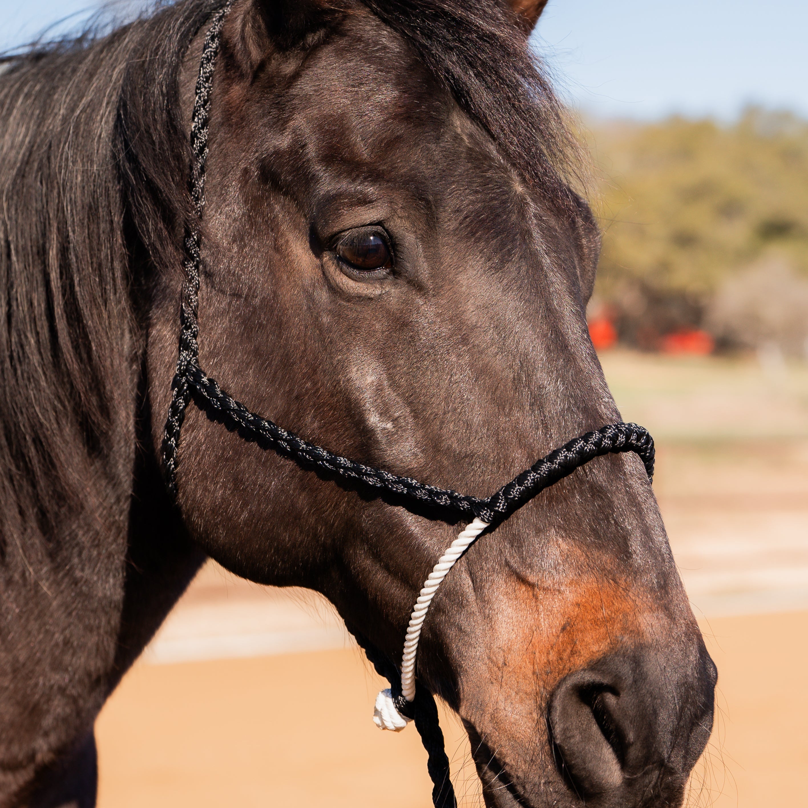 Lariat Mule Tape Halters - Assorted Colors-