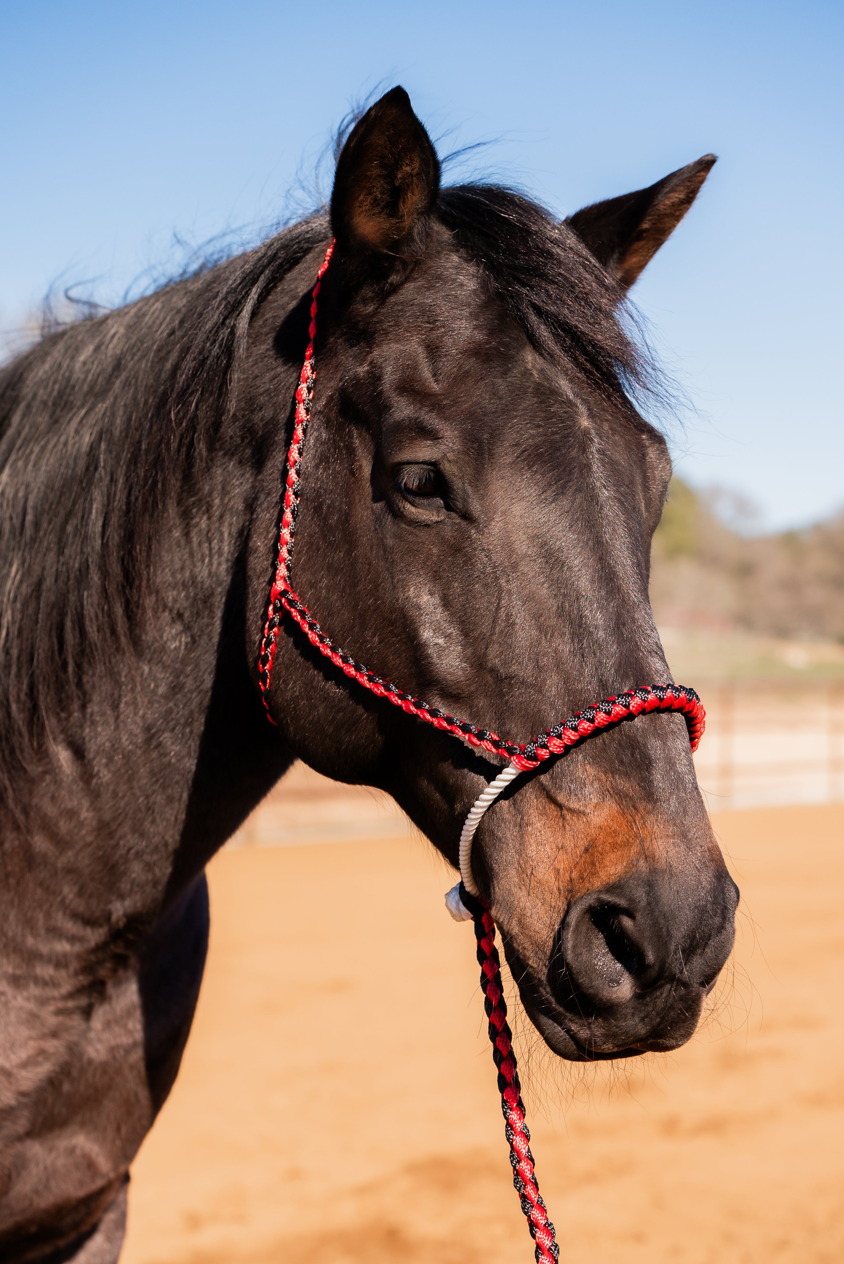 Red and Black Lariat Noseband Mule Tape Halter