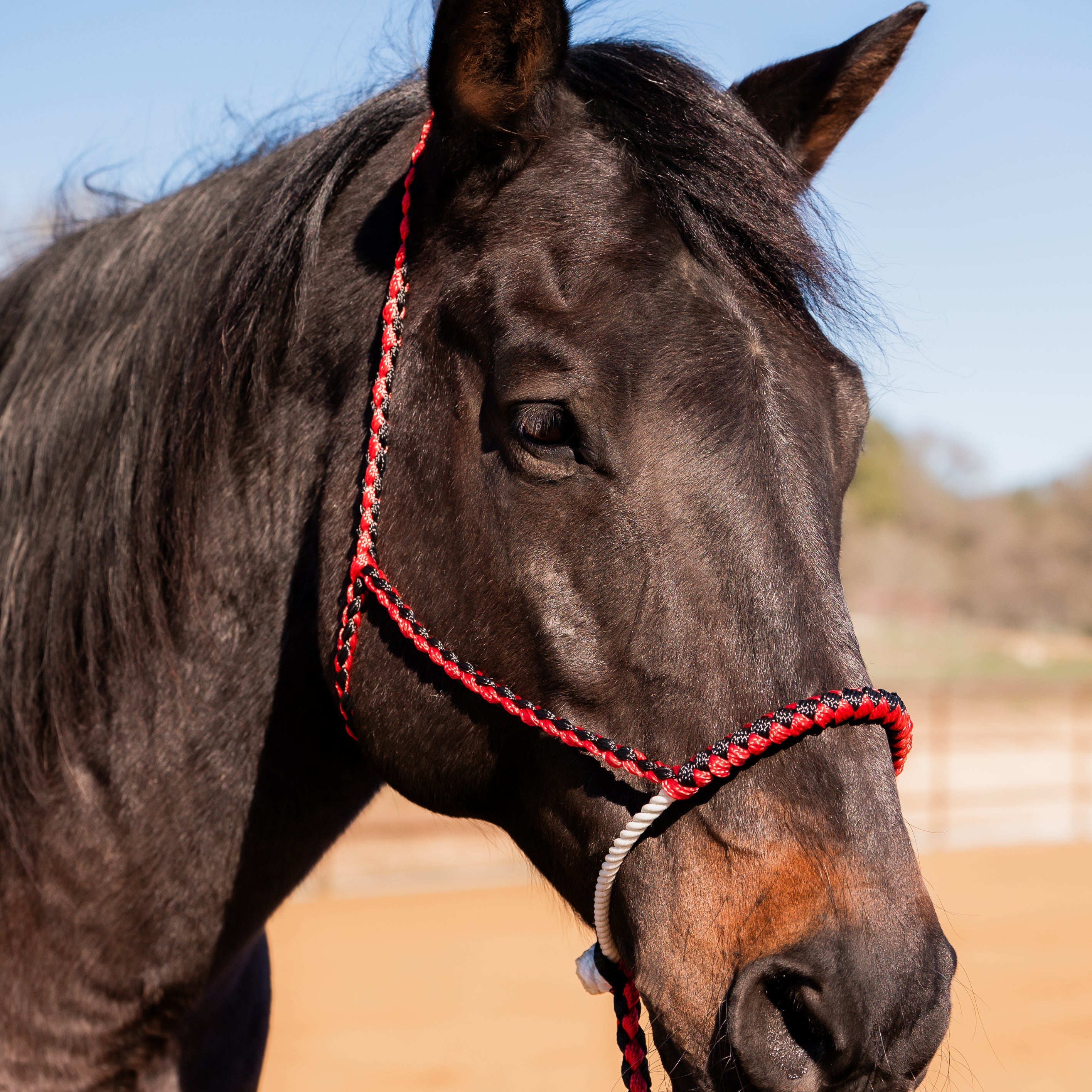 Lariat Mule Tape Halters - Assorted Double Colors-