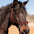 Lariat Mule Tape Halters - Assorted Double Colors-