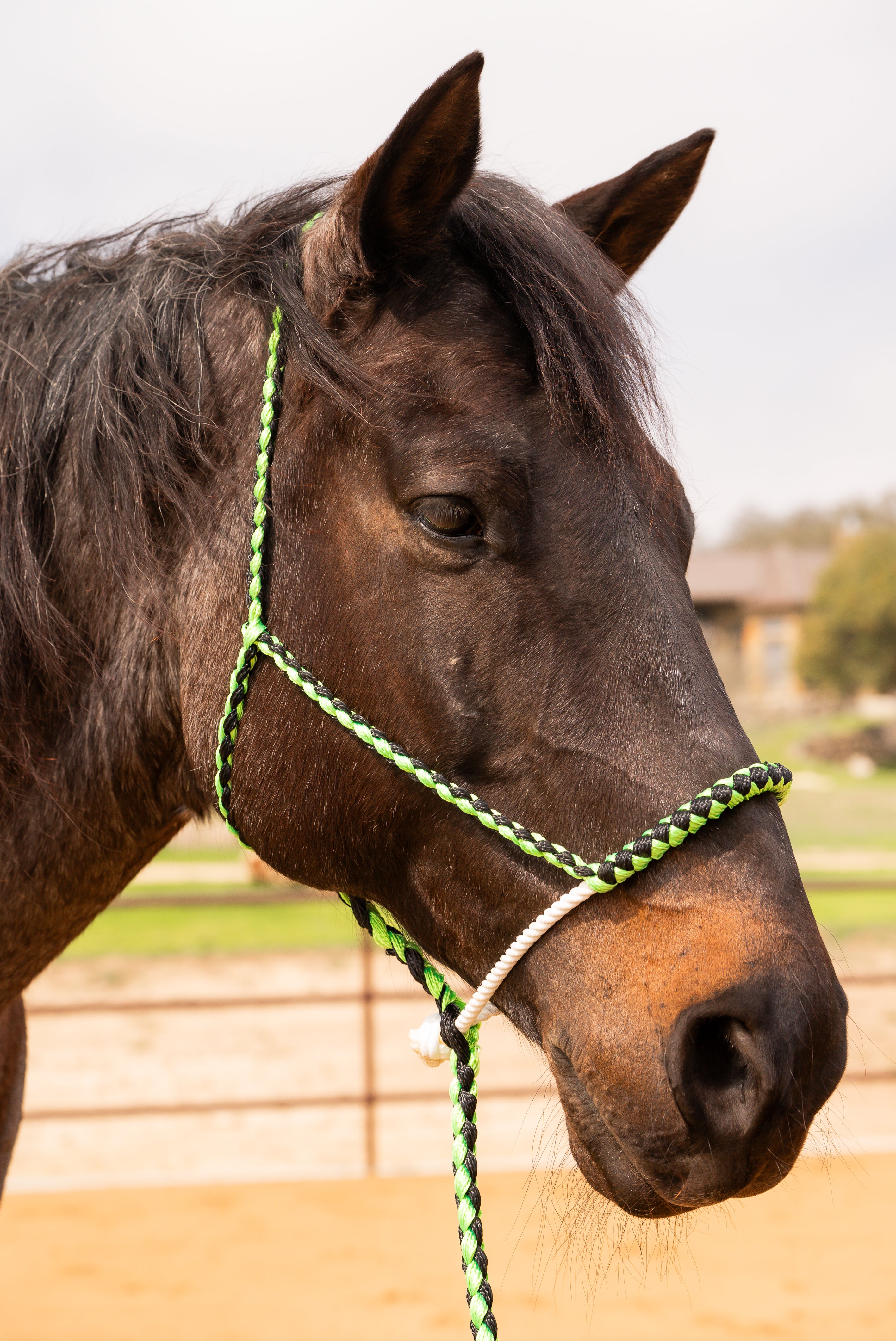 Green and Black Lariat Noseband Mule Tape Halter