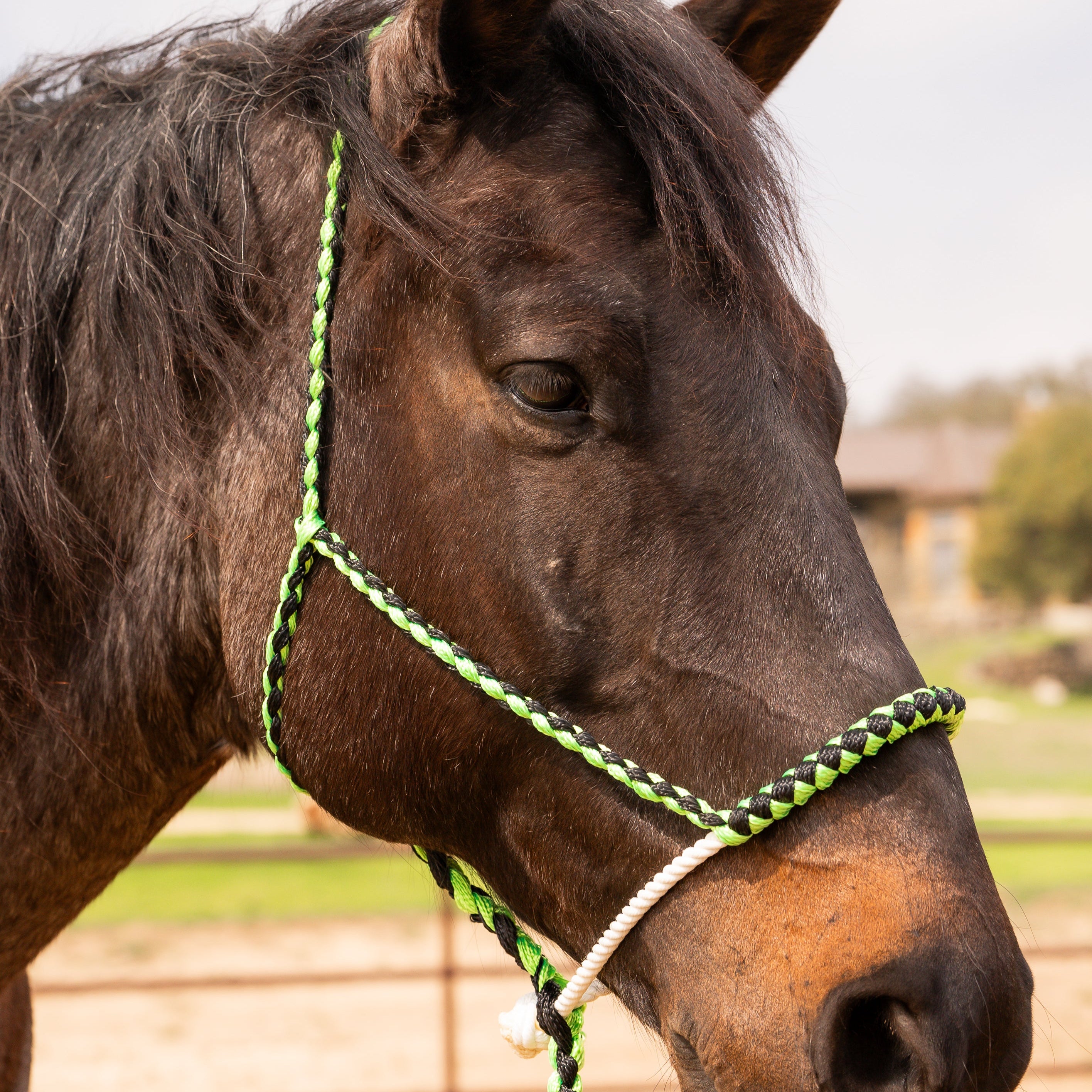 Lariat Mule Tape Halters - Assorted Double Colors-