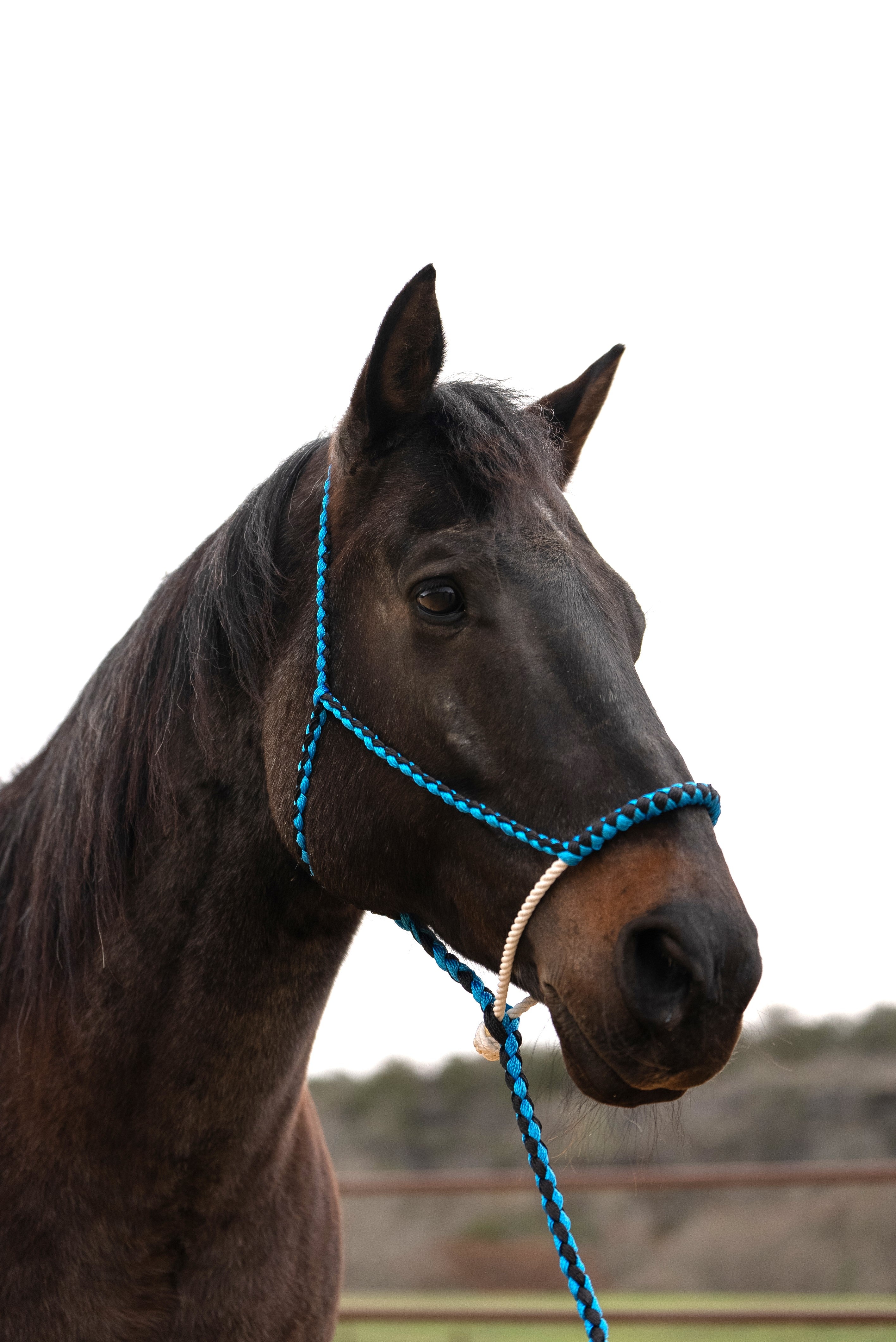 Blue and Black Lariat Noseband Mule Tape Halter