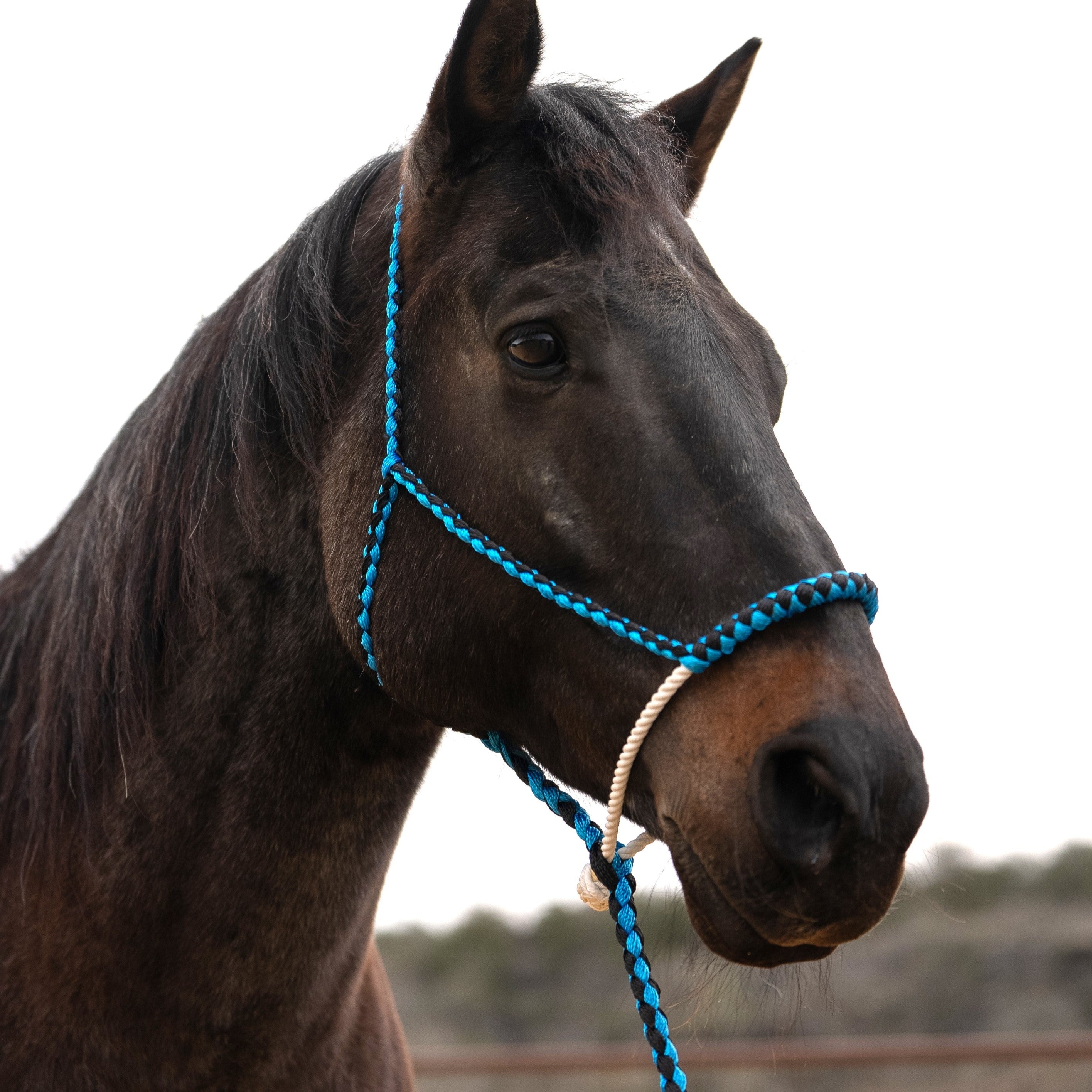 Lariat Mule Tape Halters - Assorted Double Colors-