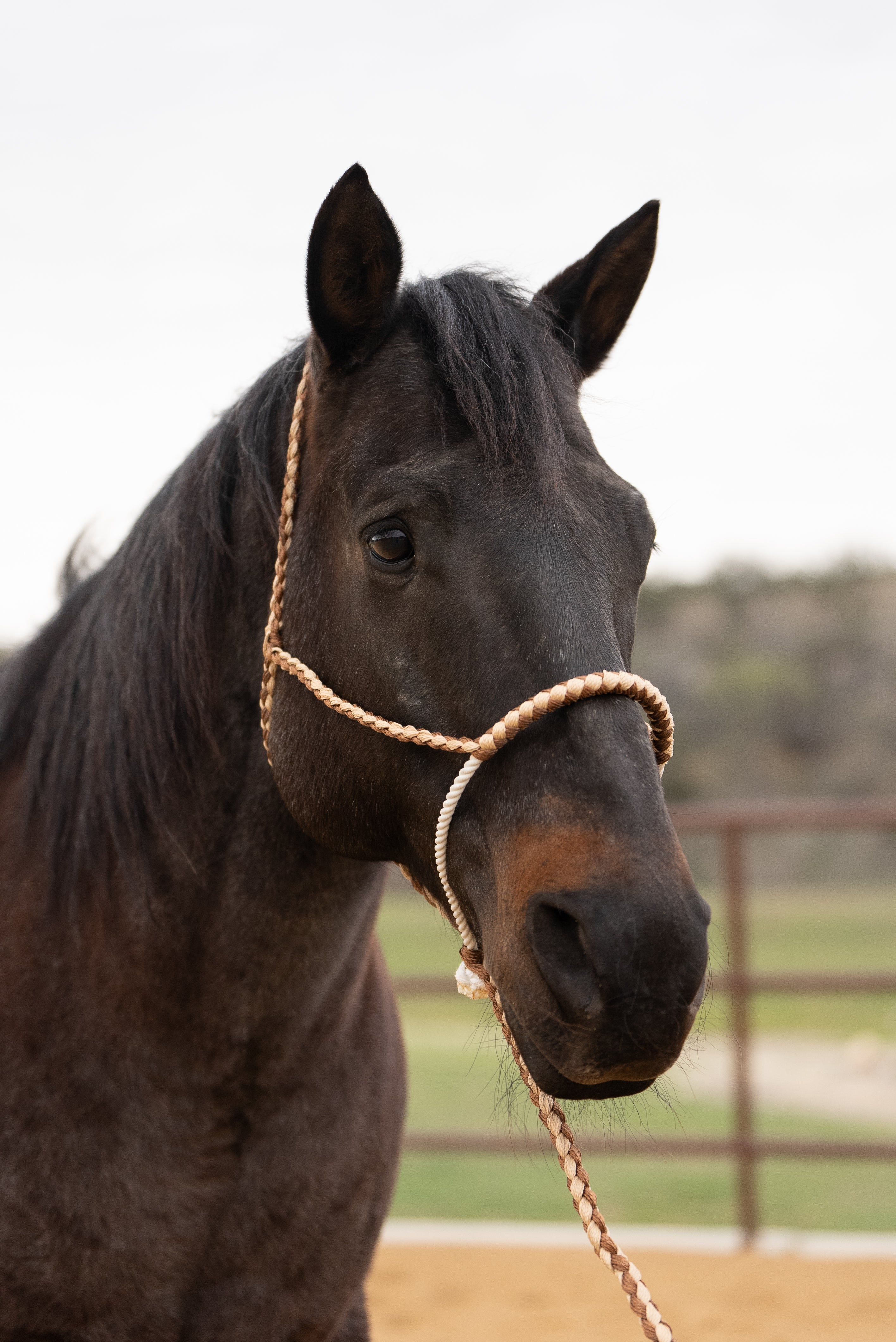 Brown and Tan Lariat Noseband Mule Tape Halter