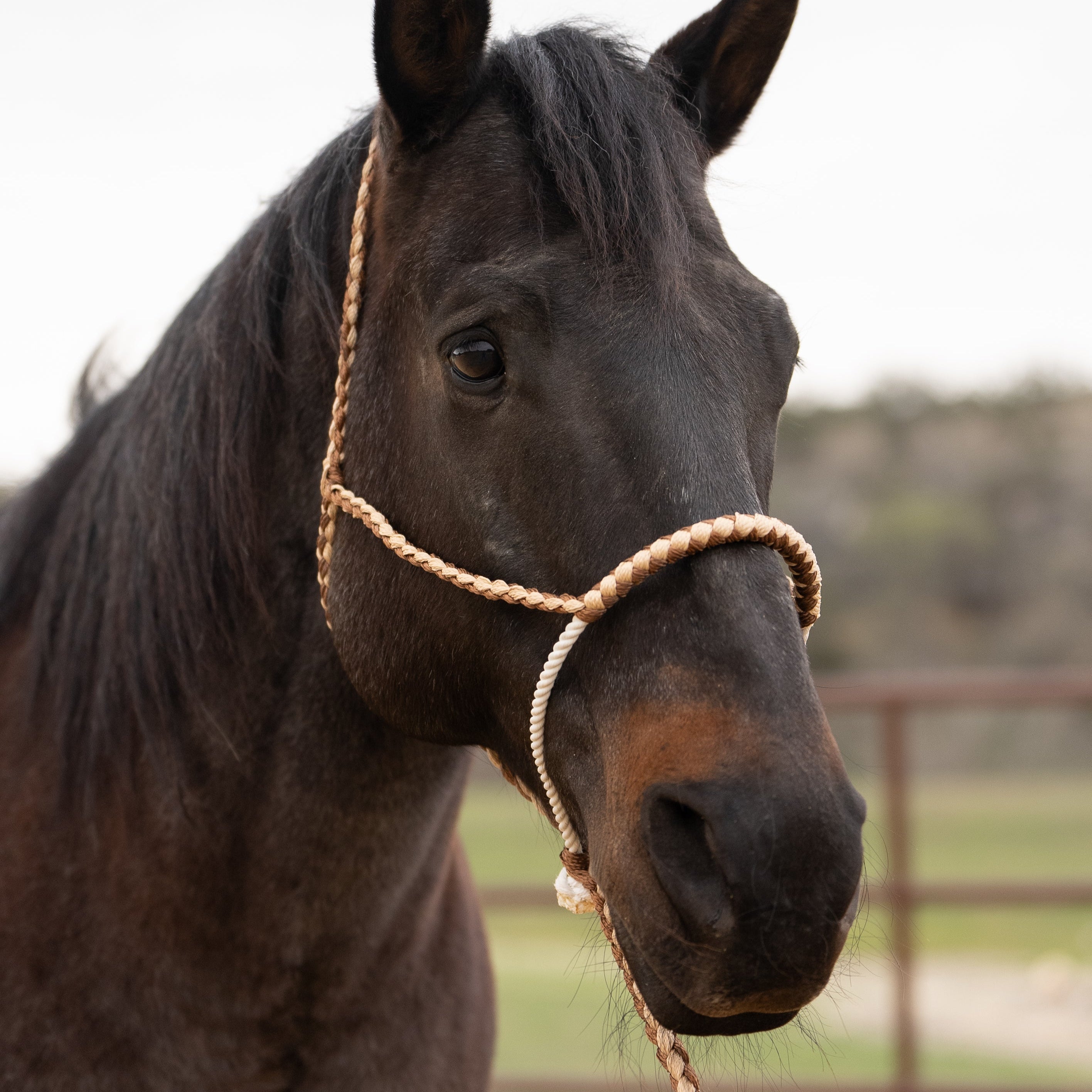 Lariat Mule Tape Halters - Assorted Double Colors-