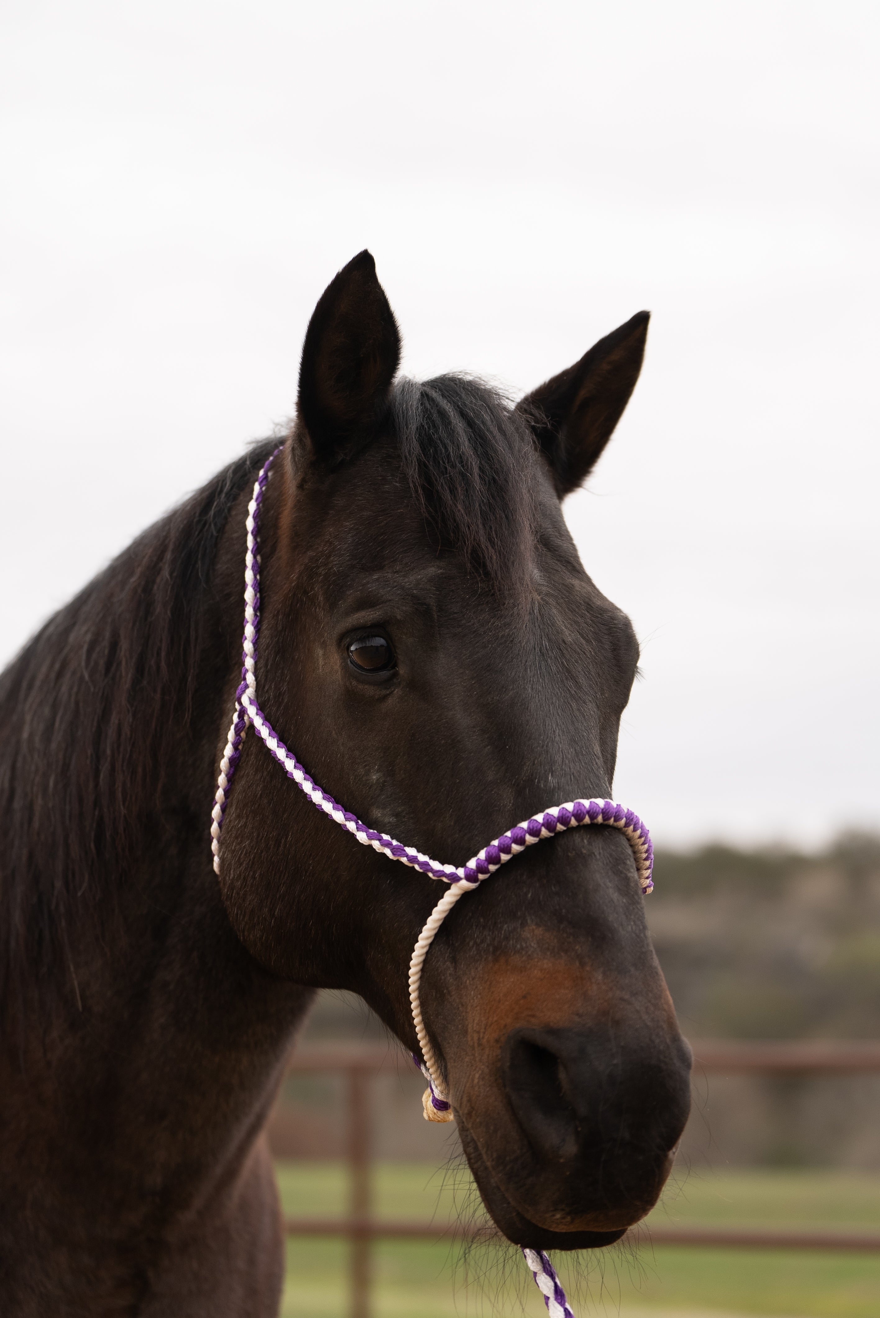 Purple and White Lariat Noseband Mule Tape Halter