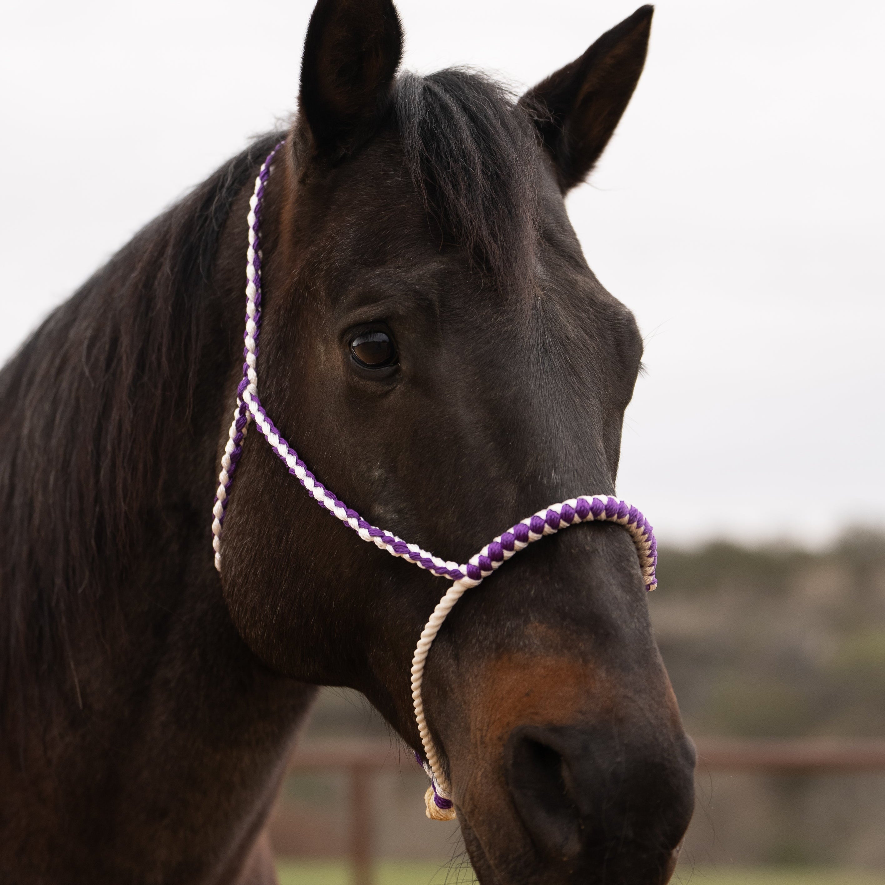 Lariat Mule Tape Halters - Assorted Double Colors-