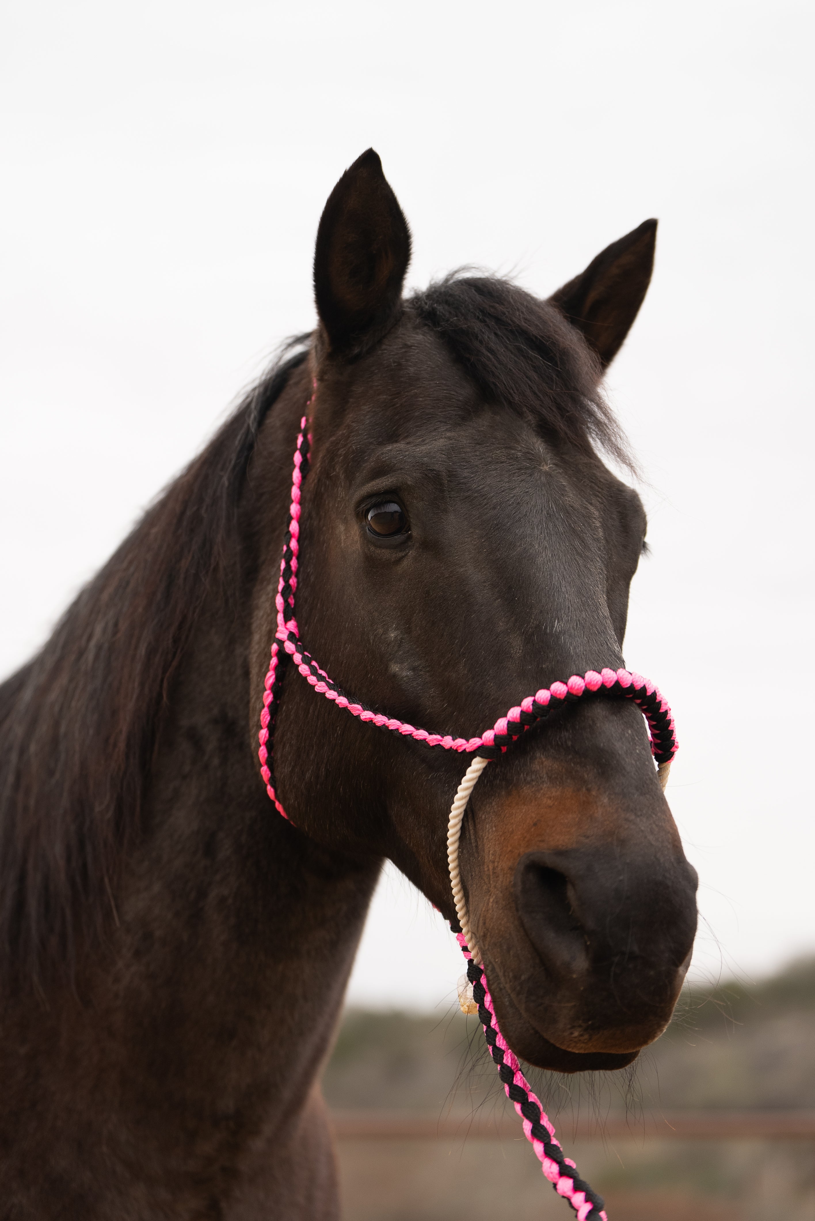 Pink and Black Lariat Noseband Mule Tape Halter