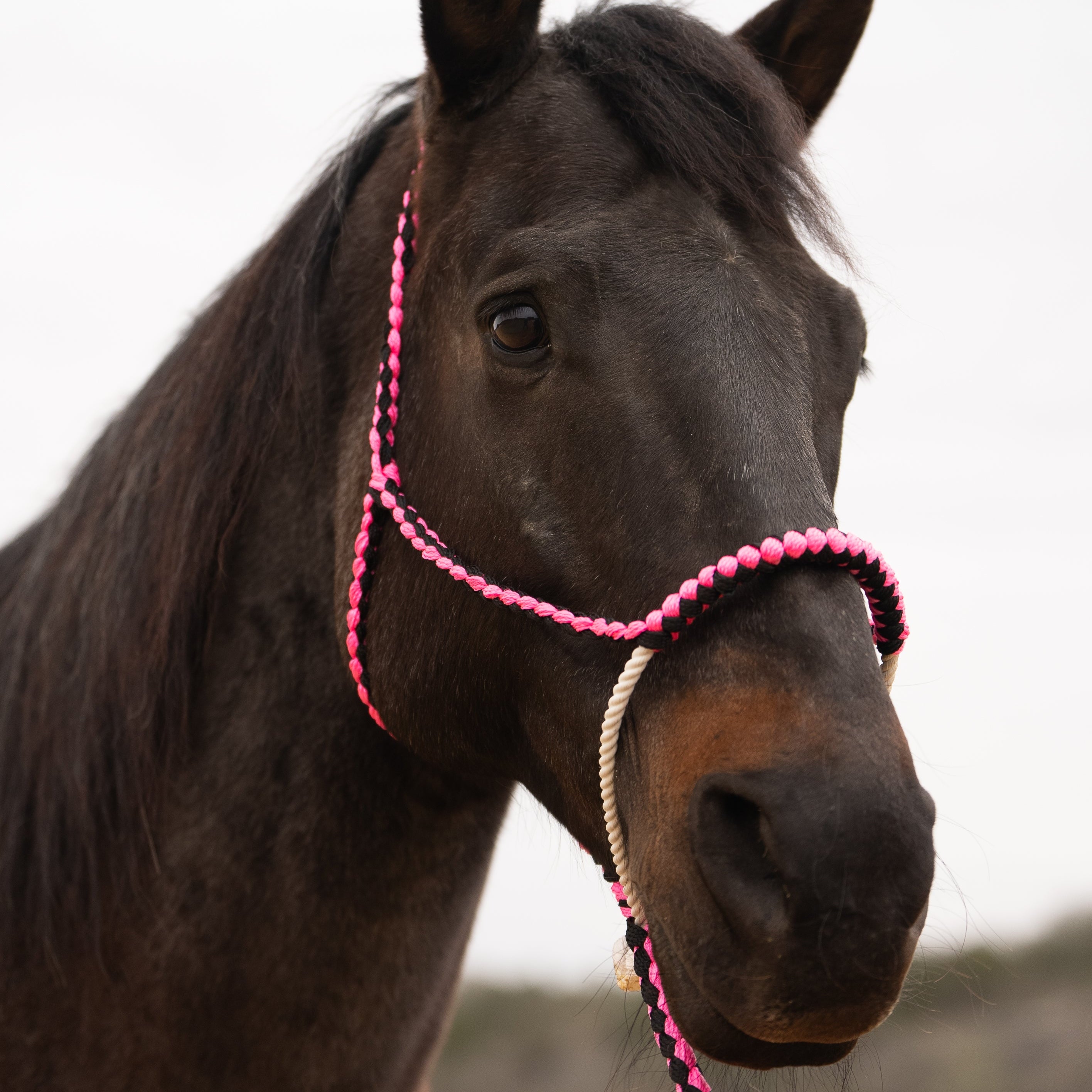 Lariat Mule Tape Halters - Assorted Double Colors-