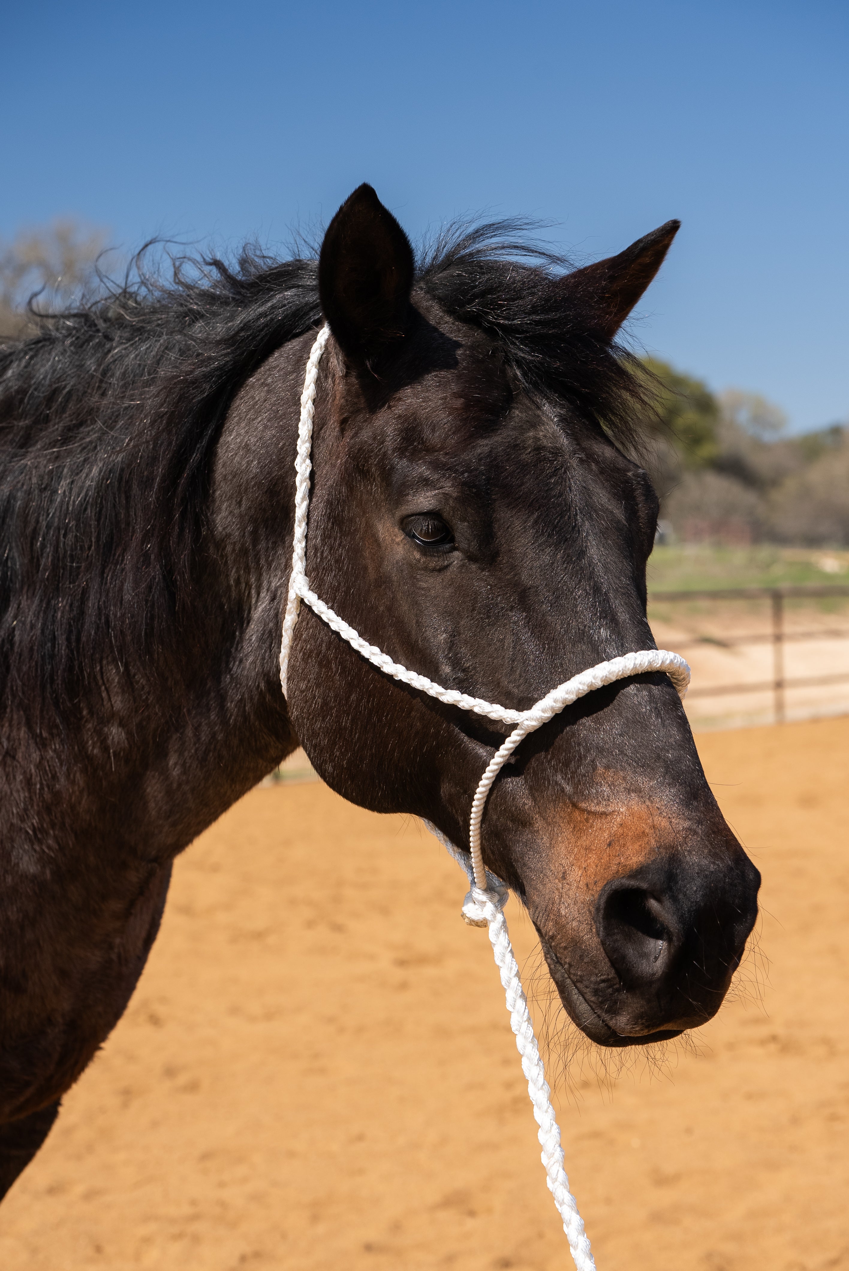 Horse Mule Tape Halter with 10 foot Lead - Black or White Horse Mule Tape Halter with 10 foot Lead - Black or White