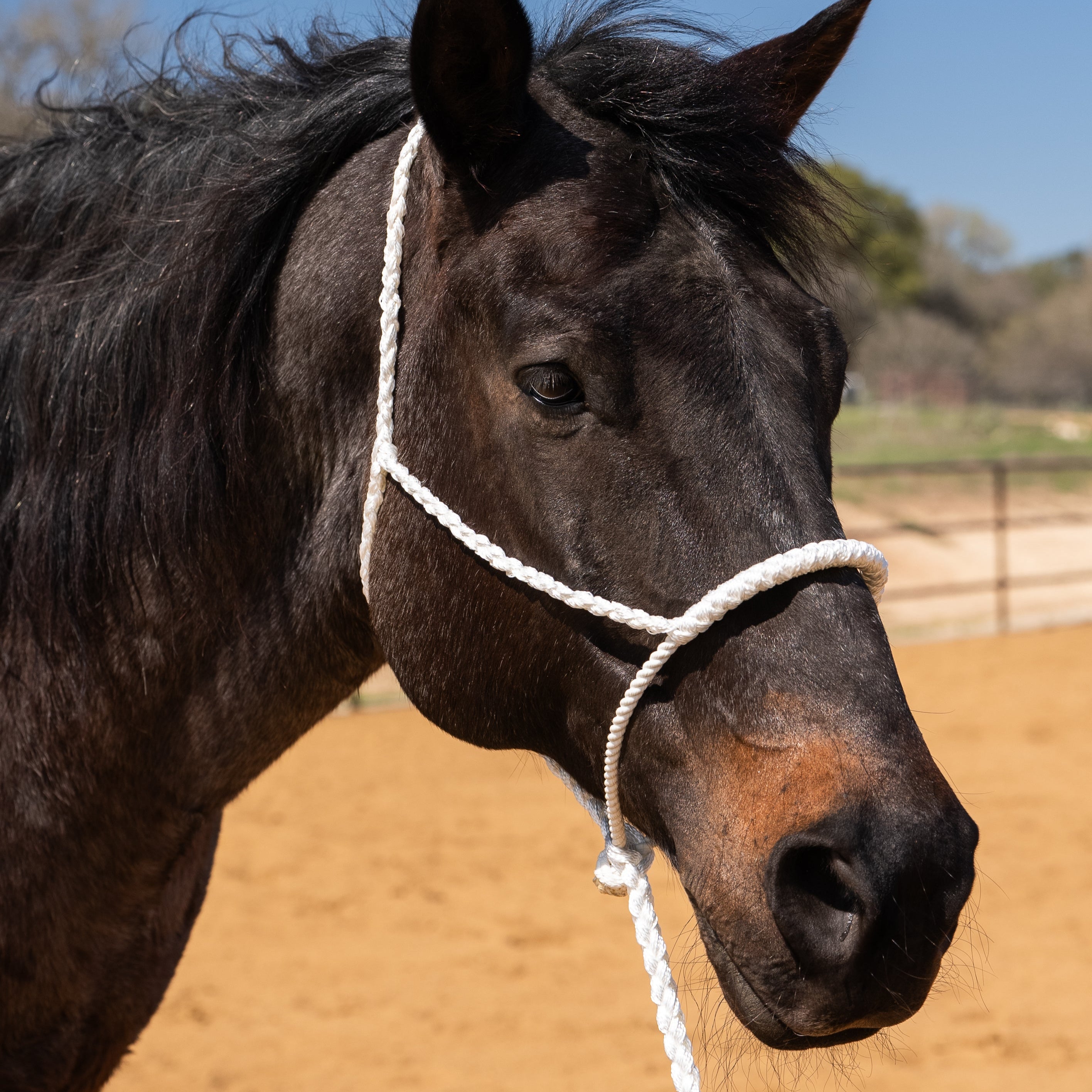 Lariat Mule Tape Halters - Assorted Colors-