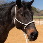 Lariat Mule Tape Halters - Assorted Colors-