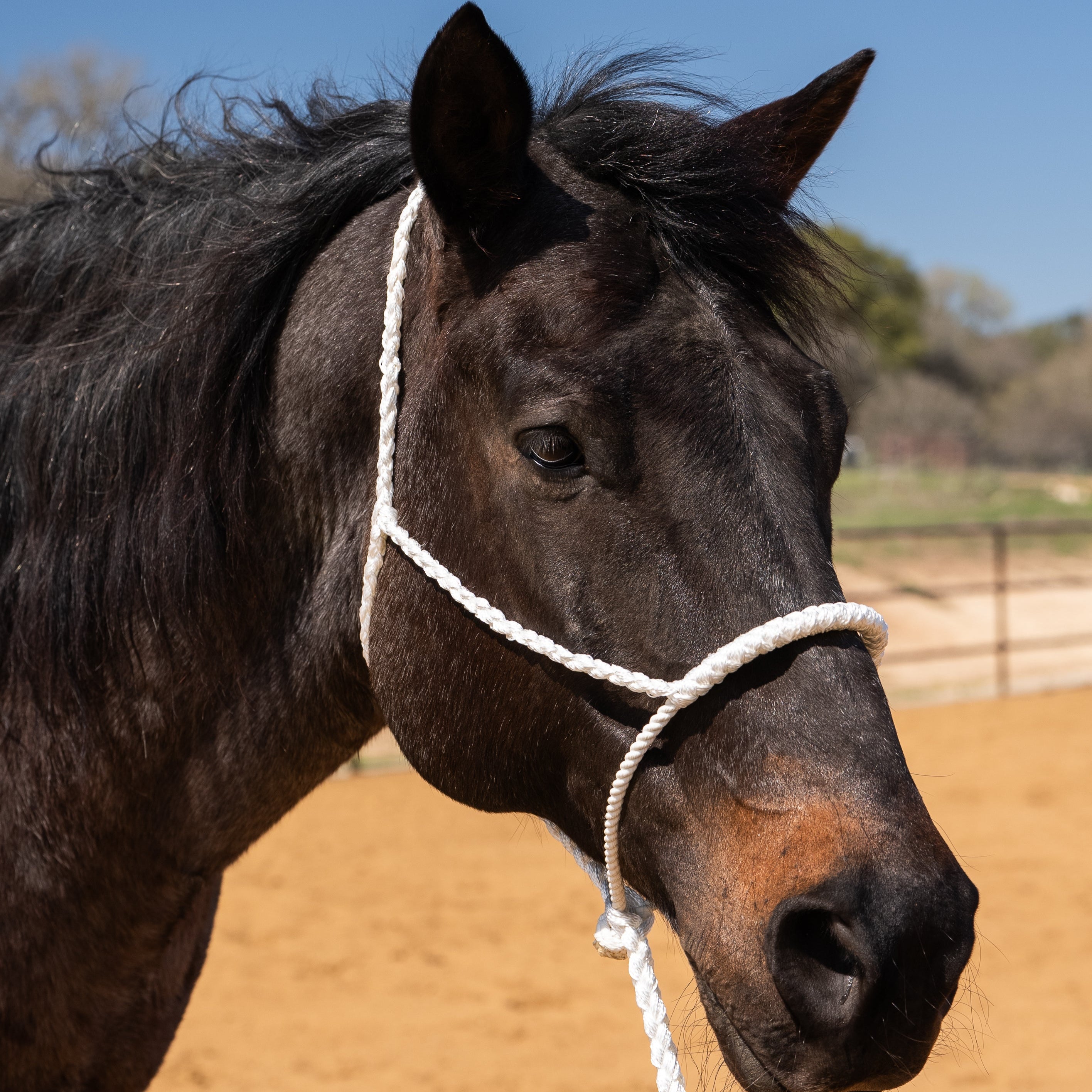 Lariat Mule Tape Halters - Assorted Double Colors-