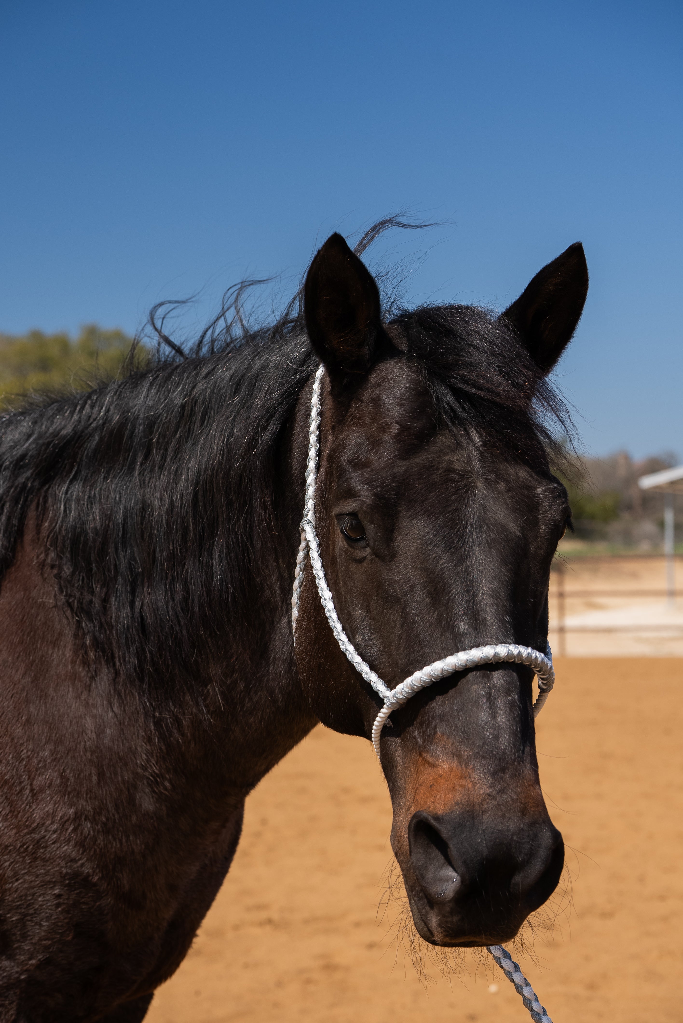 Grey and White Lariat Noseband Mule Tape Halter