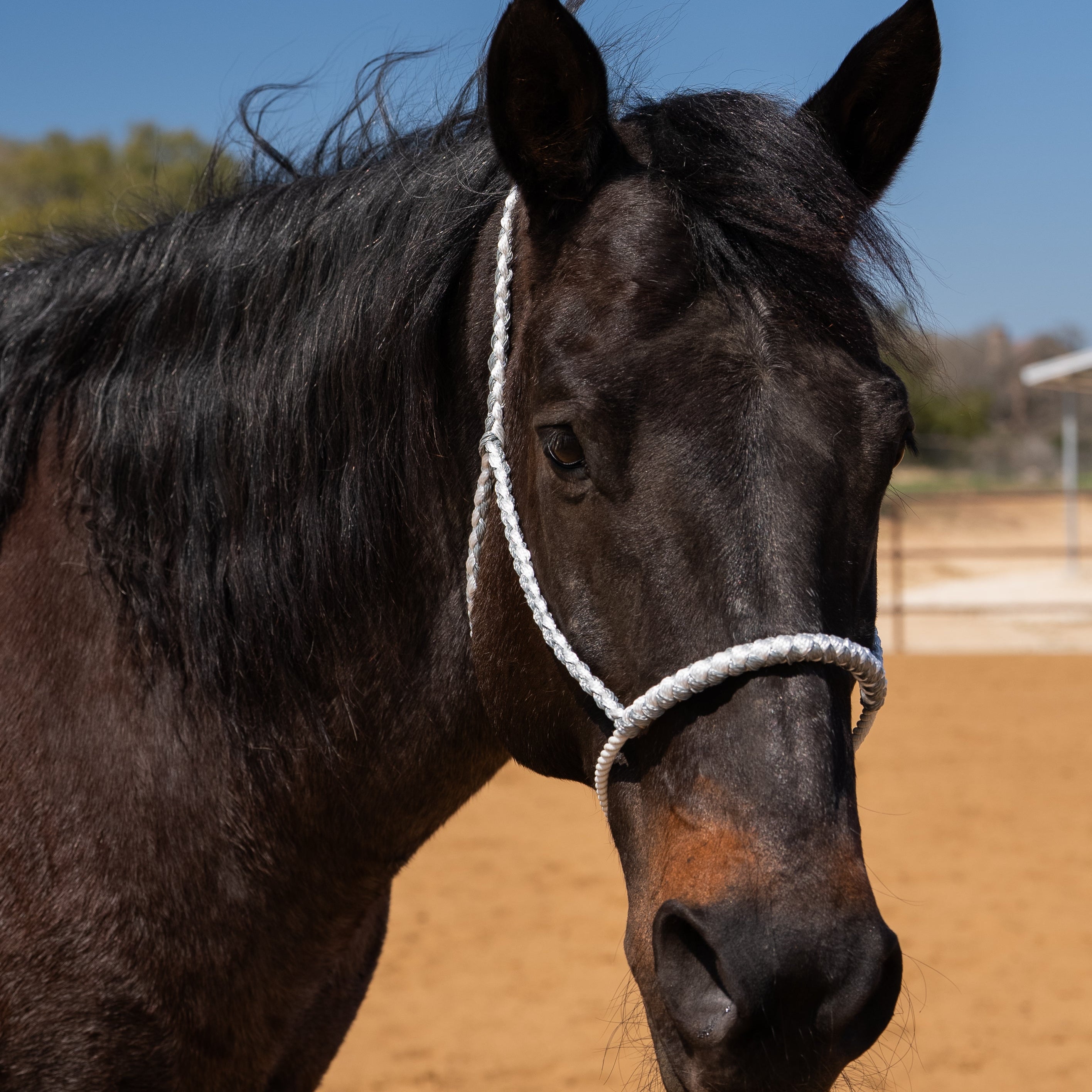 Lariat Mule Tape Halters - Assorted Double Colors-