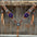 Light Oil Whipstitch Purple Gardenia Browband/One Ear Tack Set #BBBC492