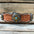 Genuine Leather Dog Collar With Gold Cross Conchos 10" to 22" W189S -DC63