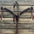 Dark Oil Braid Texas Star Browband Tack Set  #BBBC627