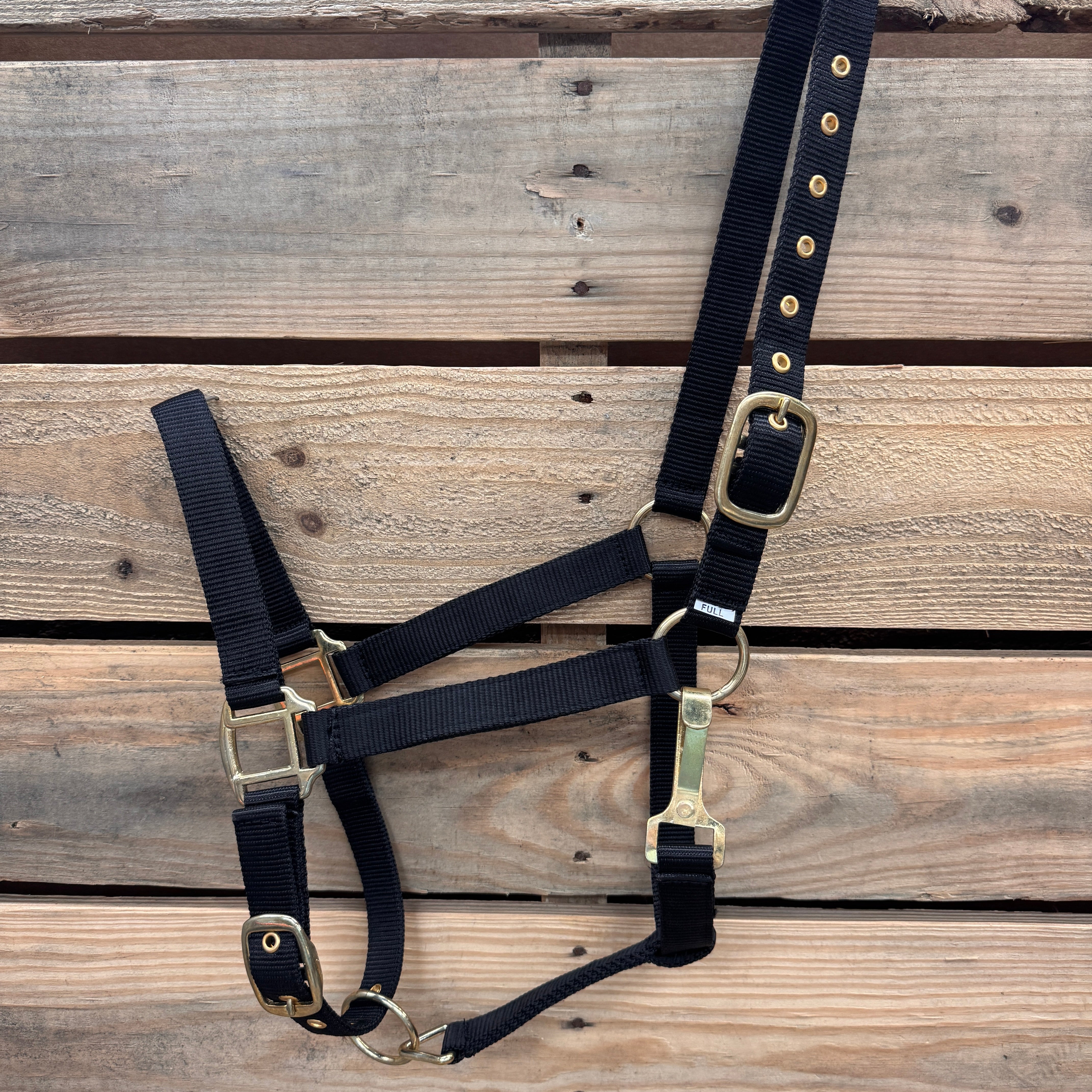 palomino horse with a black nylon halter 
in front of a rustic trailer