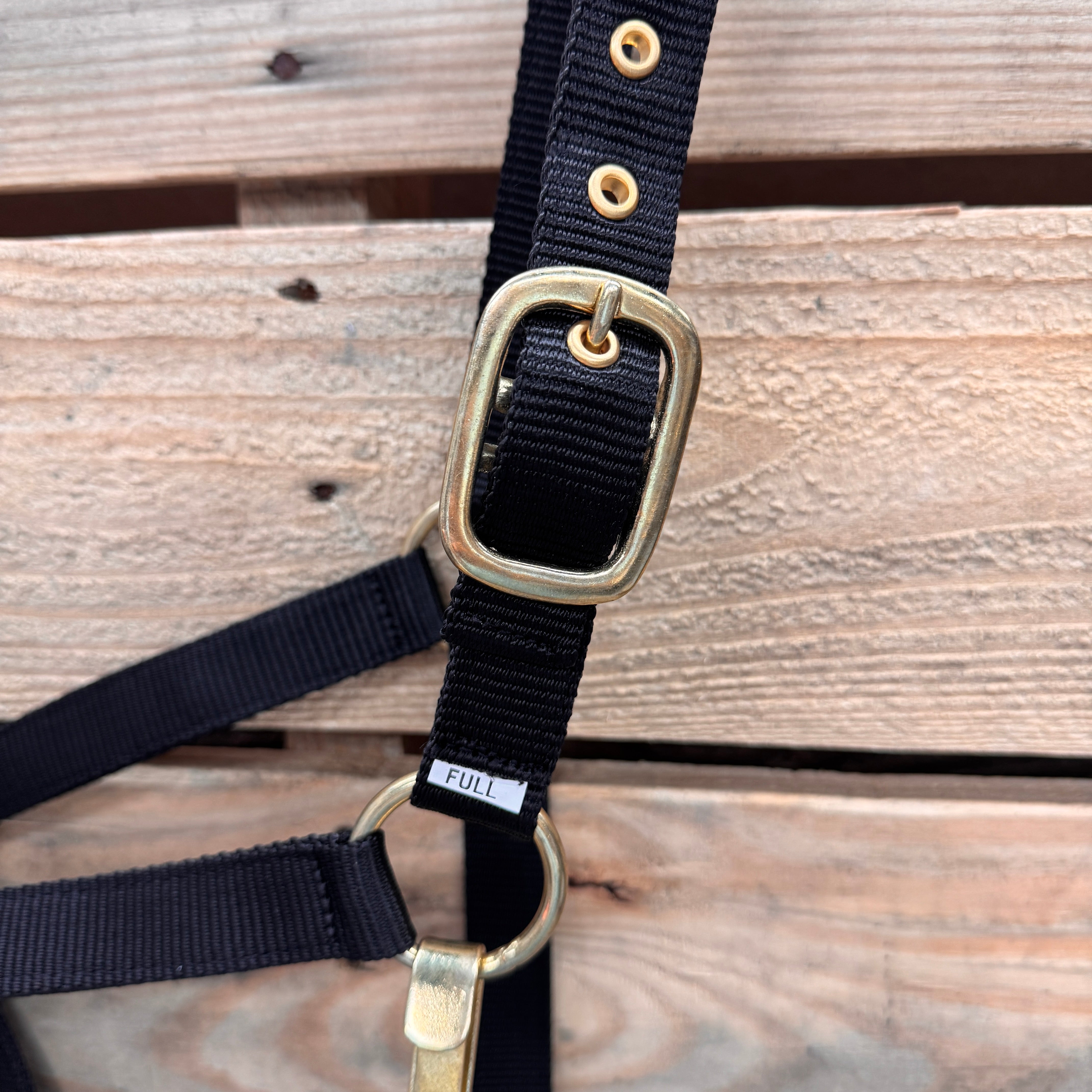 palomino horse with a black nylon halter 
in front of a rustic trailer