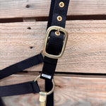 palomino horse with a black nylon halter 
in front of a rustic trailer