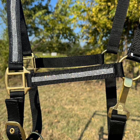 Black and brass horse halter with rhinestone on a grassy field background