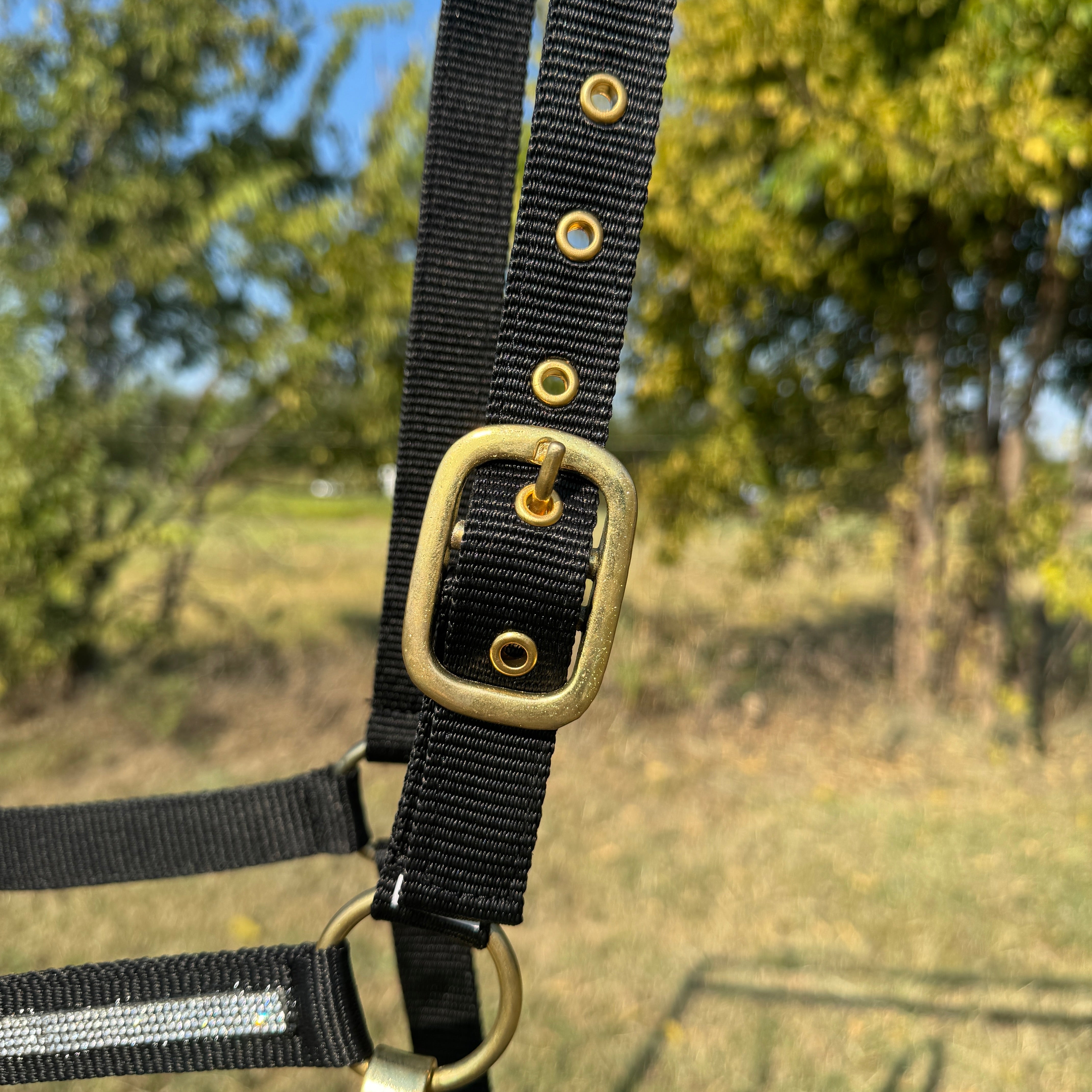 Black and brass horse halter with rhinestone on a grassy field background