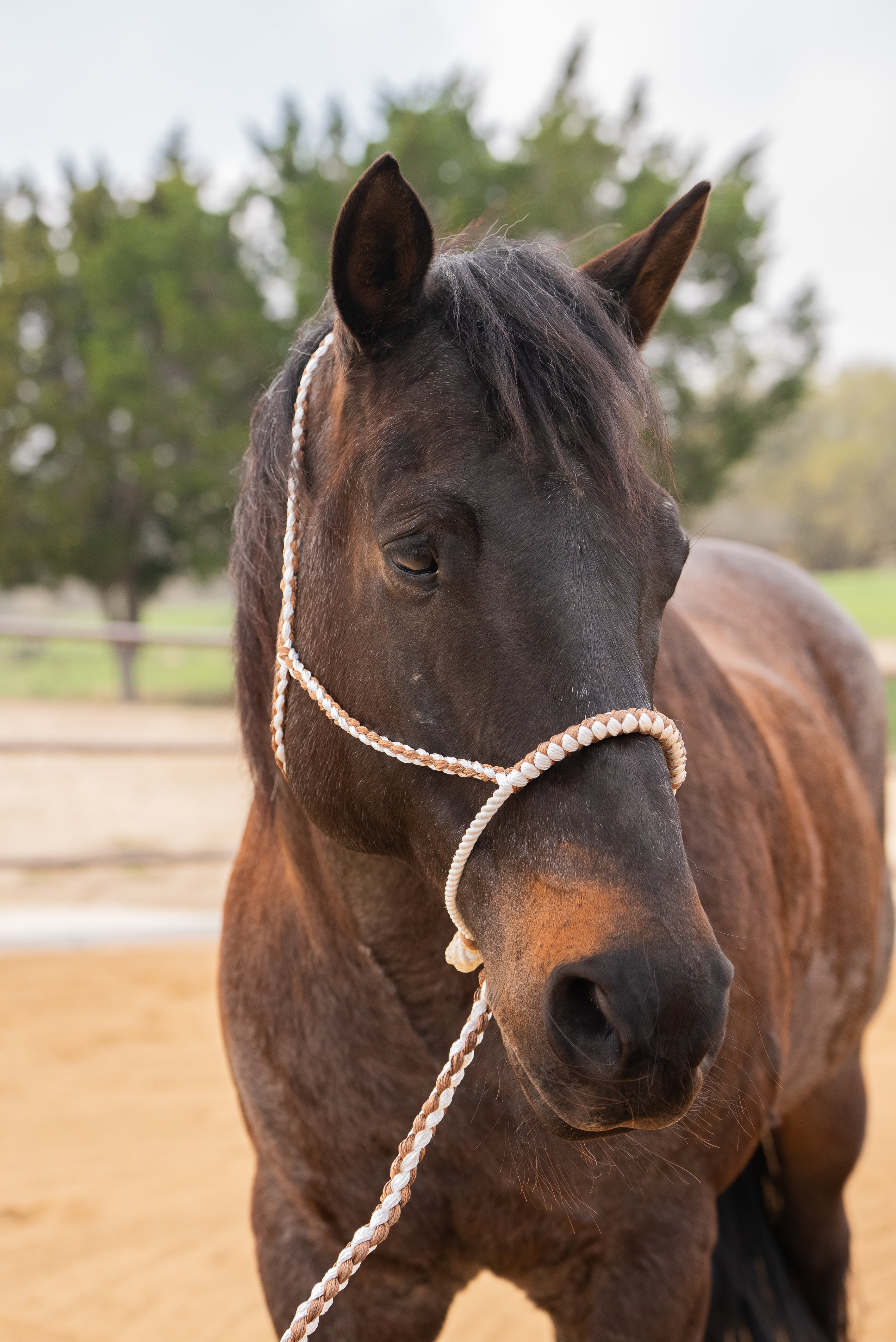 Brown and White Lariat Noseband Mule Tape Halter