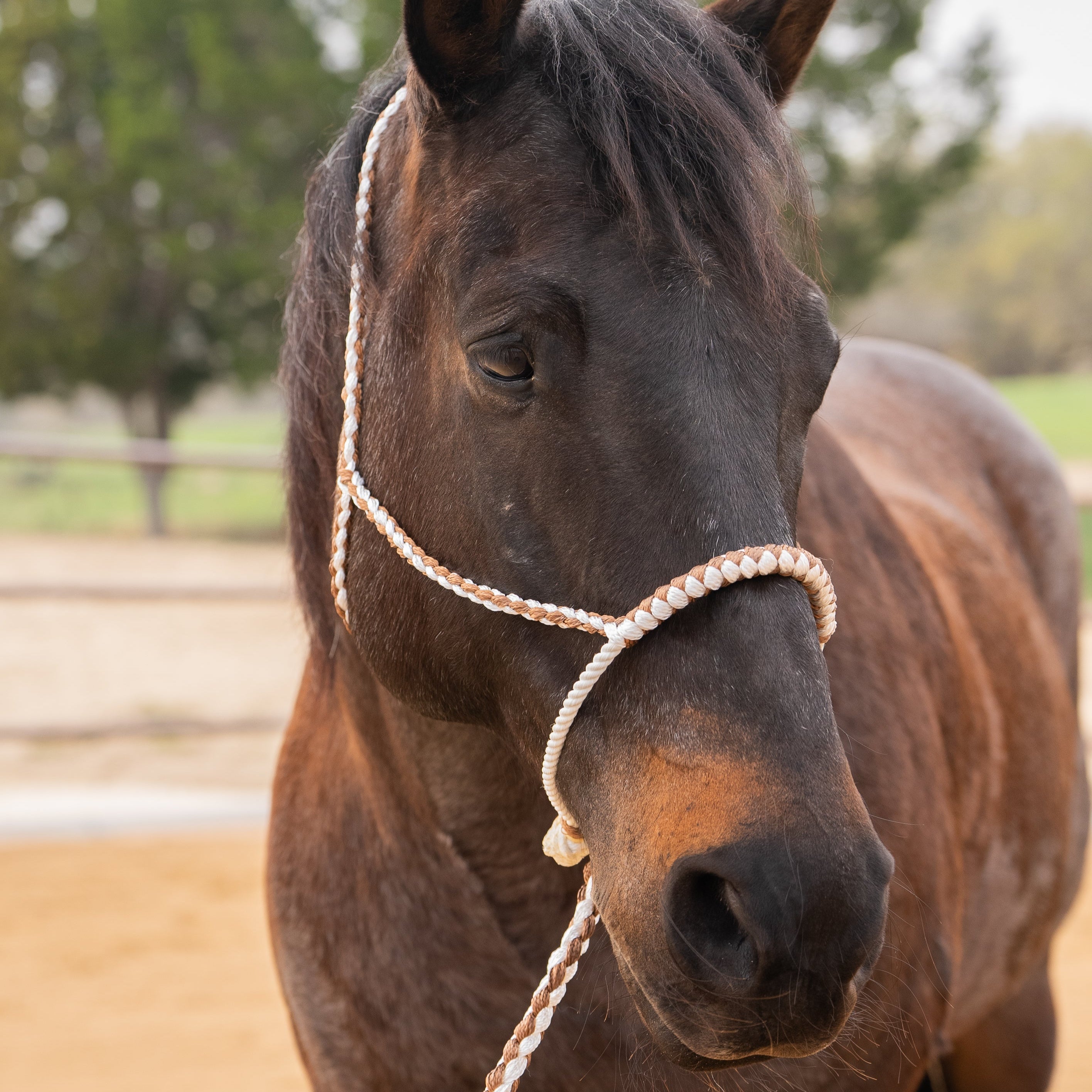 Lariat Mule Tape Halters - Assorted Double Colors-