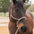 Lariat Mule Tape Halters - Assorted Double Colors-