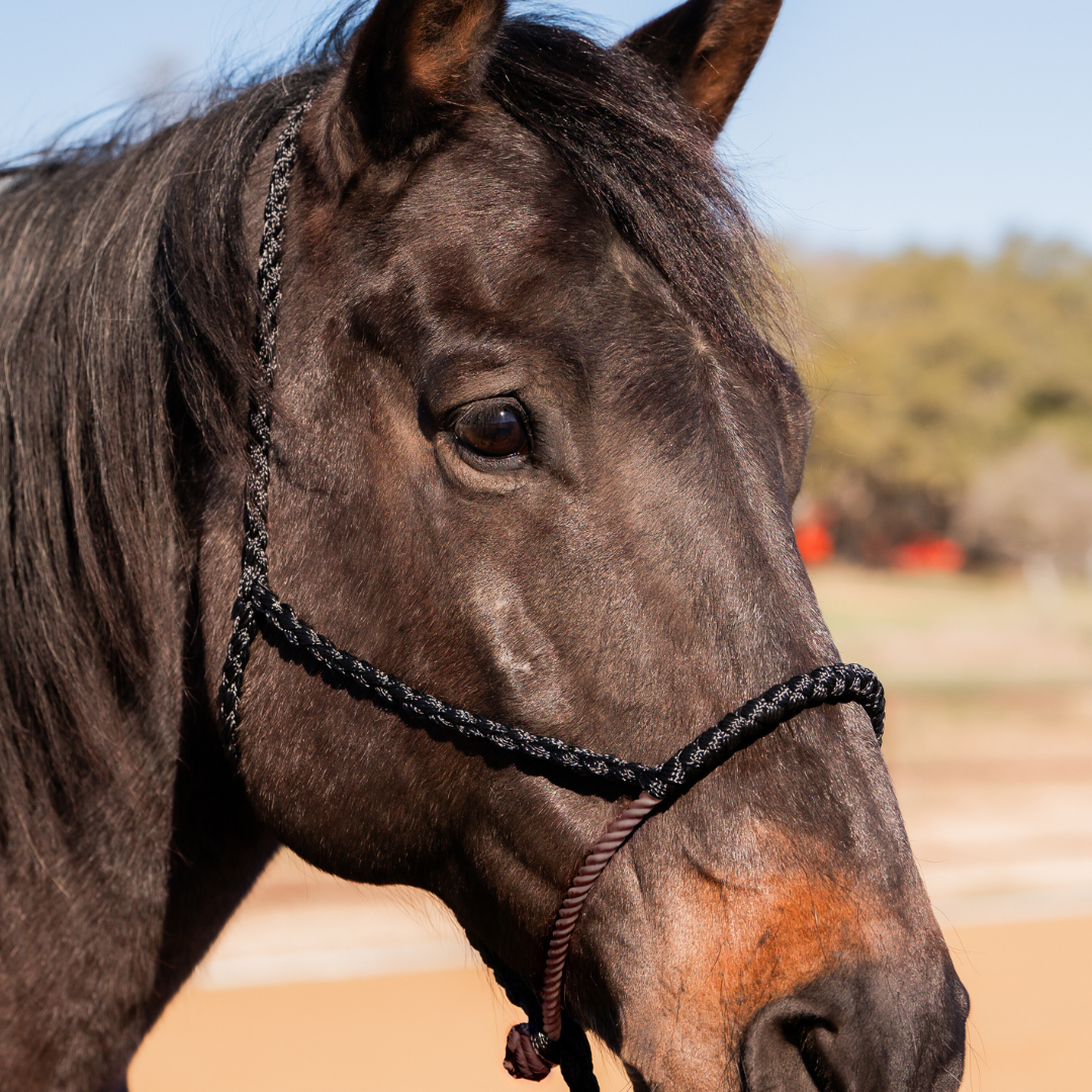 Lariat Mule Tape Halters - Assorted Colors-