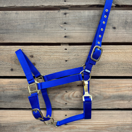 Blue halter with brass hardware on a wooden background
