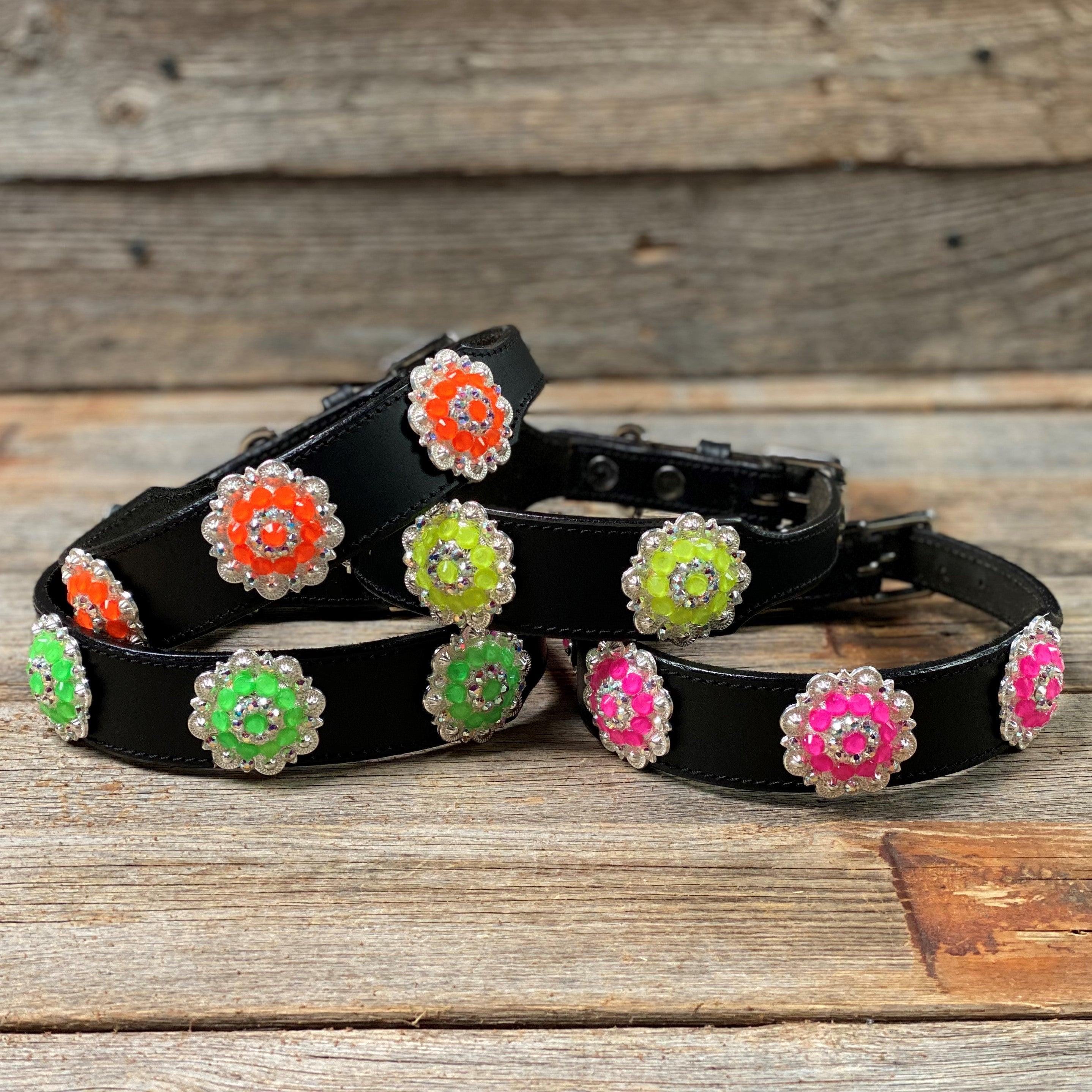 DC18- Neon Concho Dog Collar - RODEO DRIVE