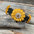 DC19 -Black Oil Genuine Leather Sunflower Dog Collar 18" to 28"