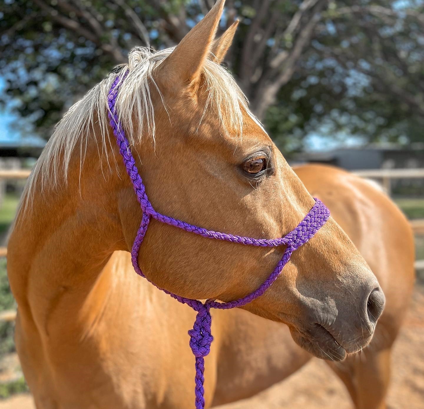 Mule Tape Halters - Assorted Colors-