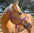 Mule Tape Halters - Assorted Colors-