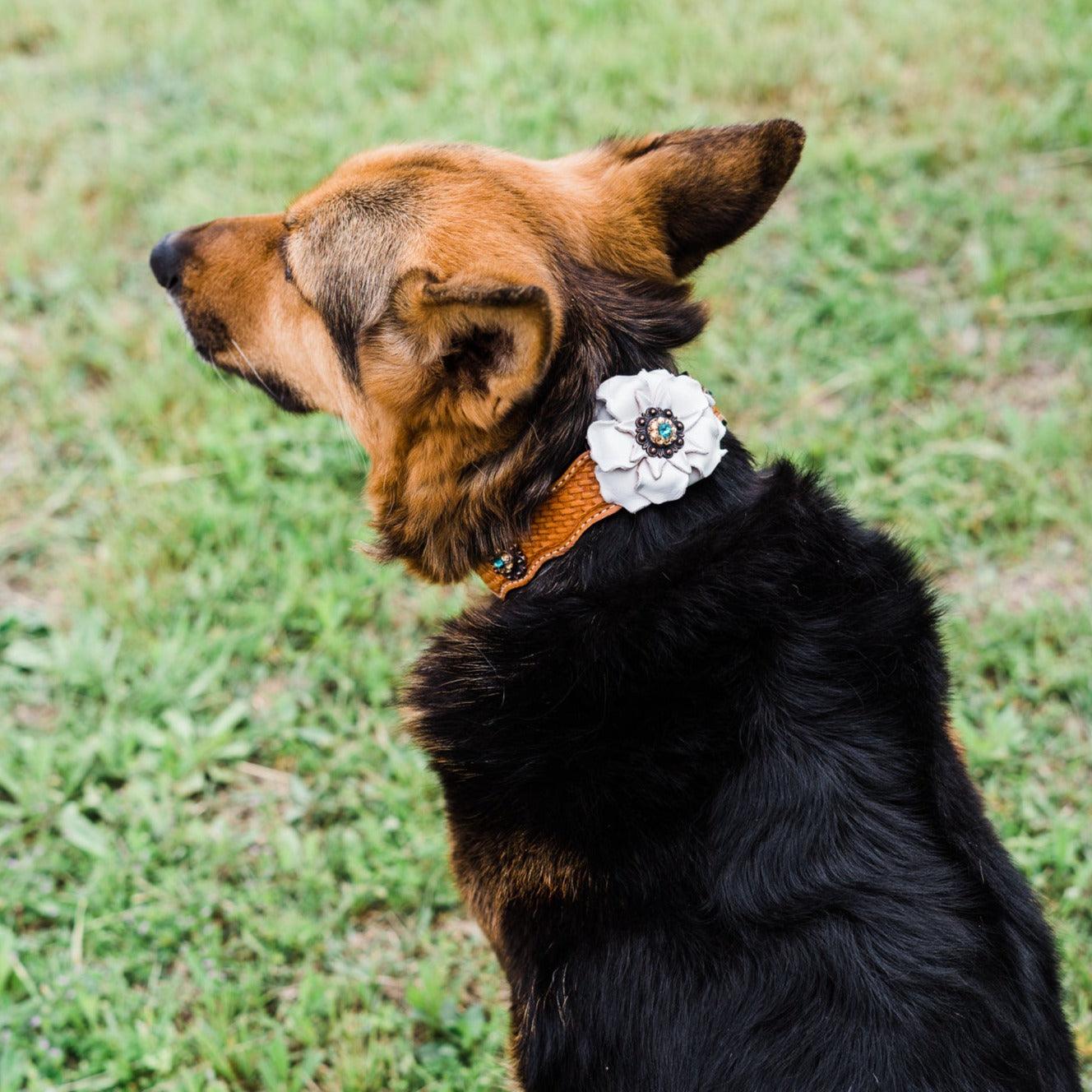 DC23 -Light Oil Leather Dog Collar - White Flower & Copper Conchos 10"-22"