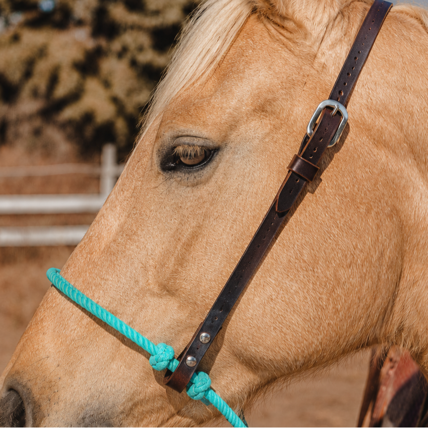Close-up of a horse's head with a tie down in an outdoor setting