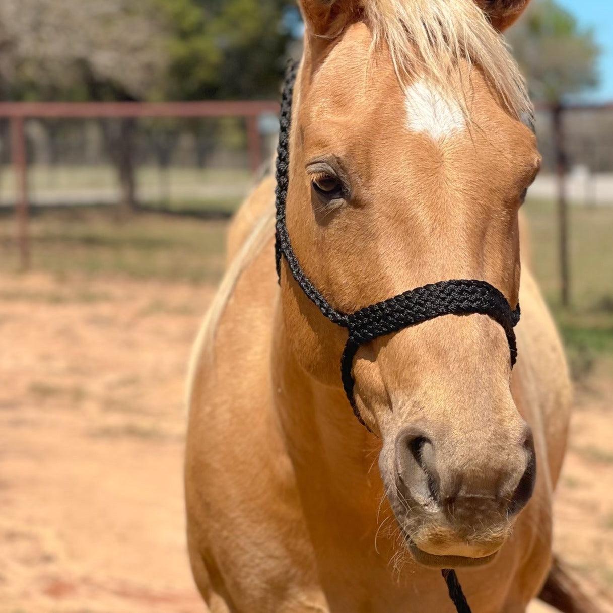 Black Mule Tape Halter