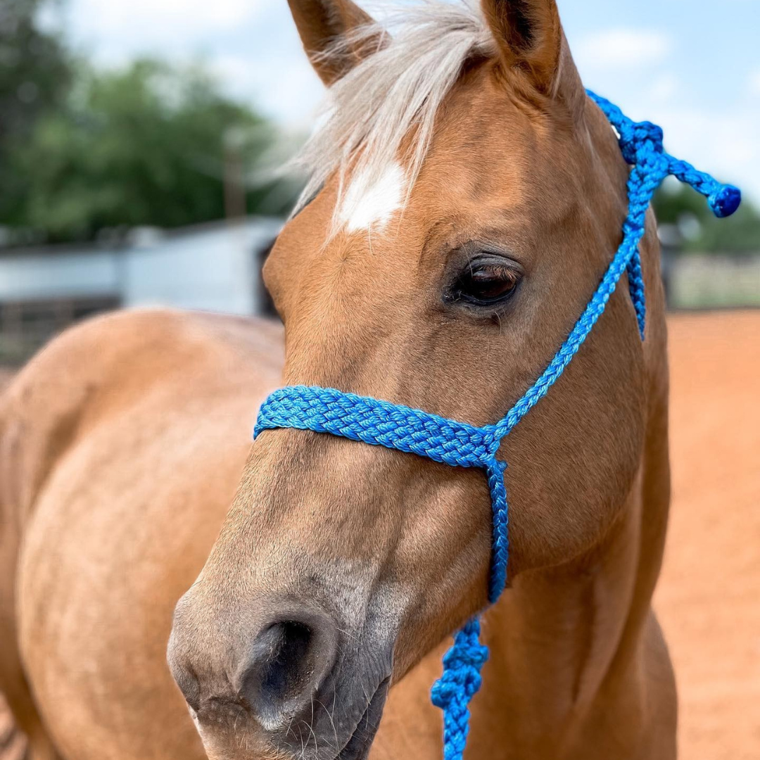 Blue Mule Tape Halter