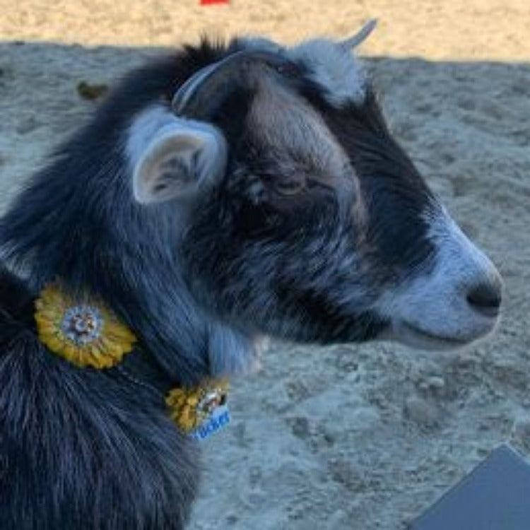 DC19 -Black Oil Leather Sunflower Dog Collar 18" to 28"