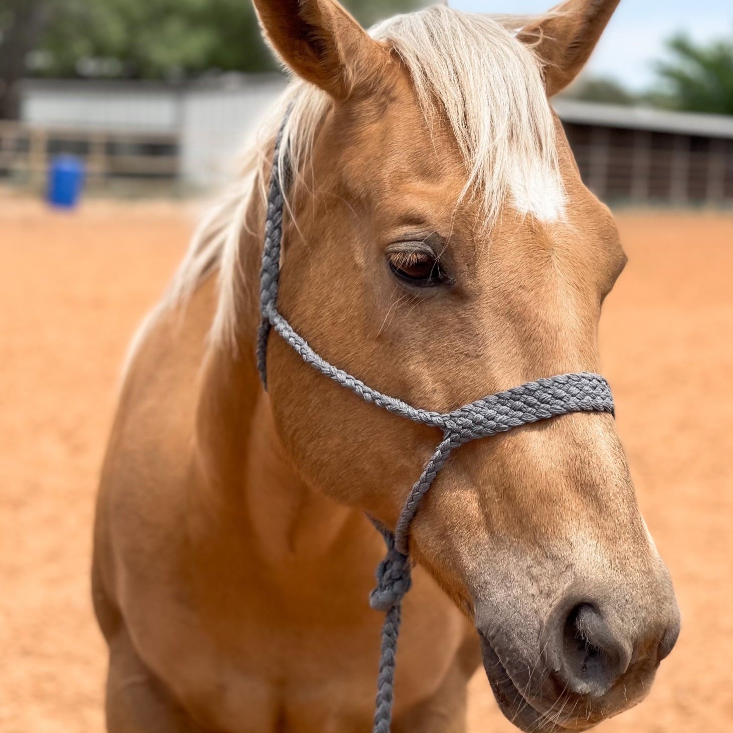 Grey Mule Tape Halter