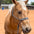 Mule Tape Halters - Assorted Colors-